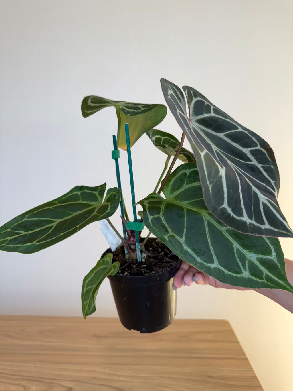 Anthurium RC X Dorayaki