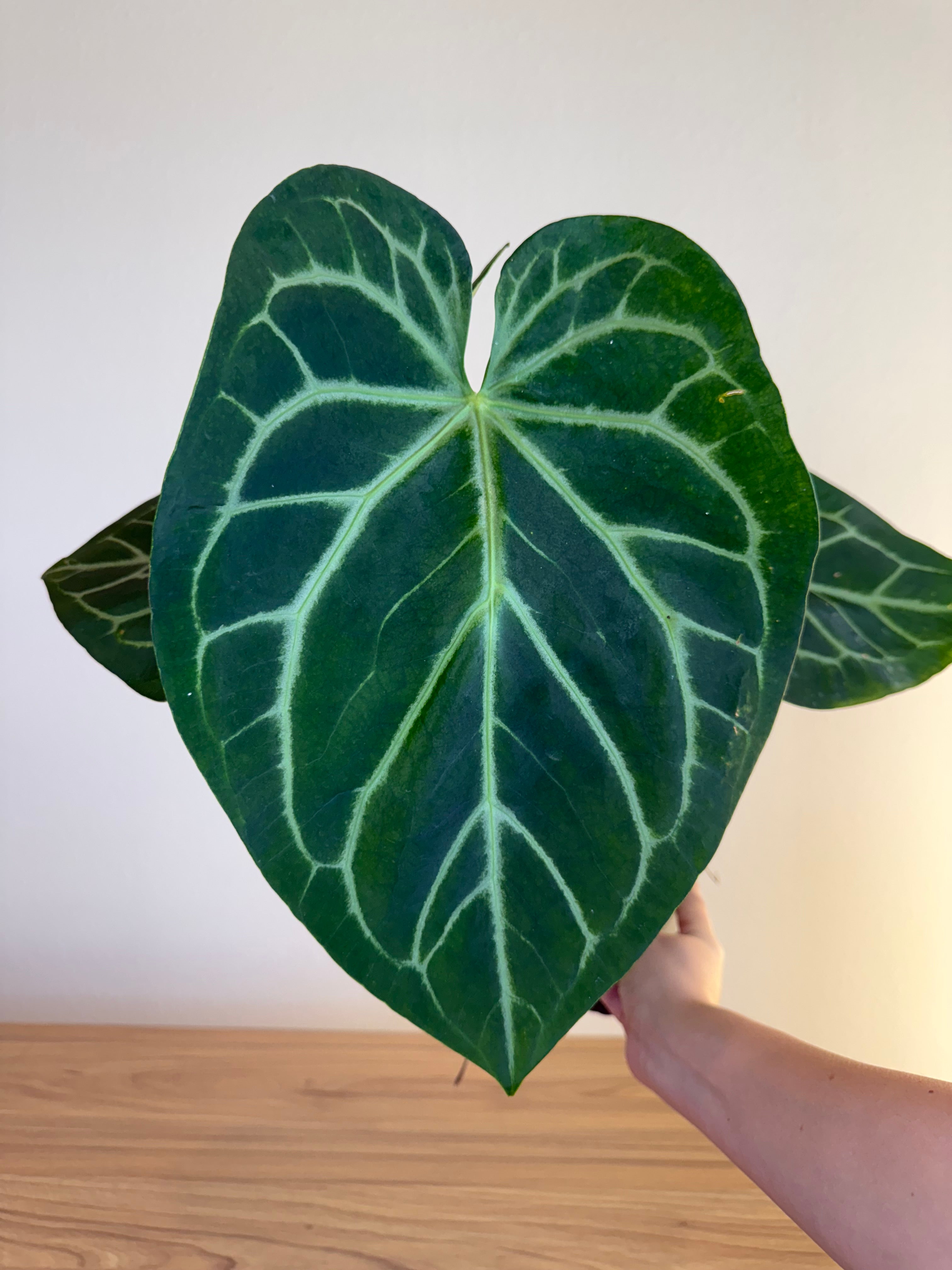 Anthurium magnificum x (Hoffmanii x Dark phoenix)