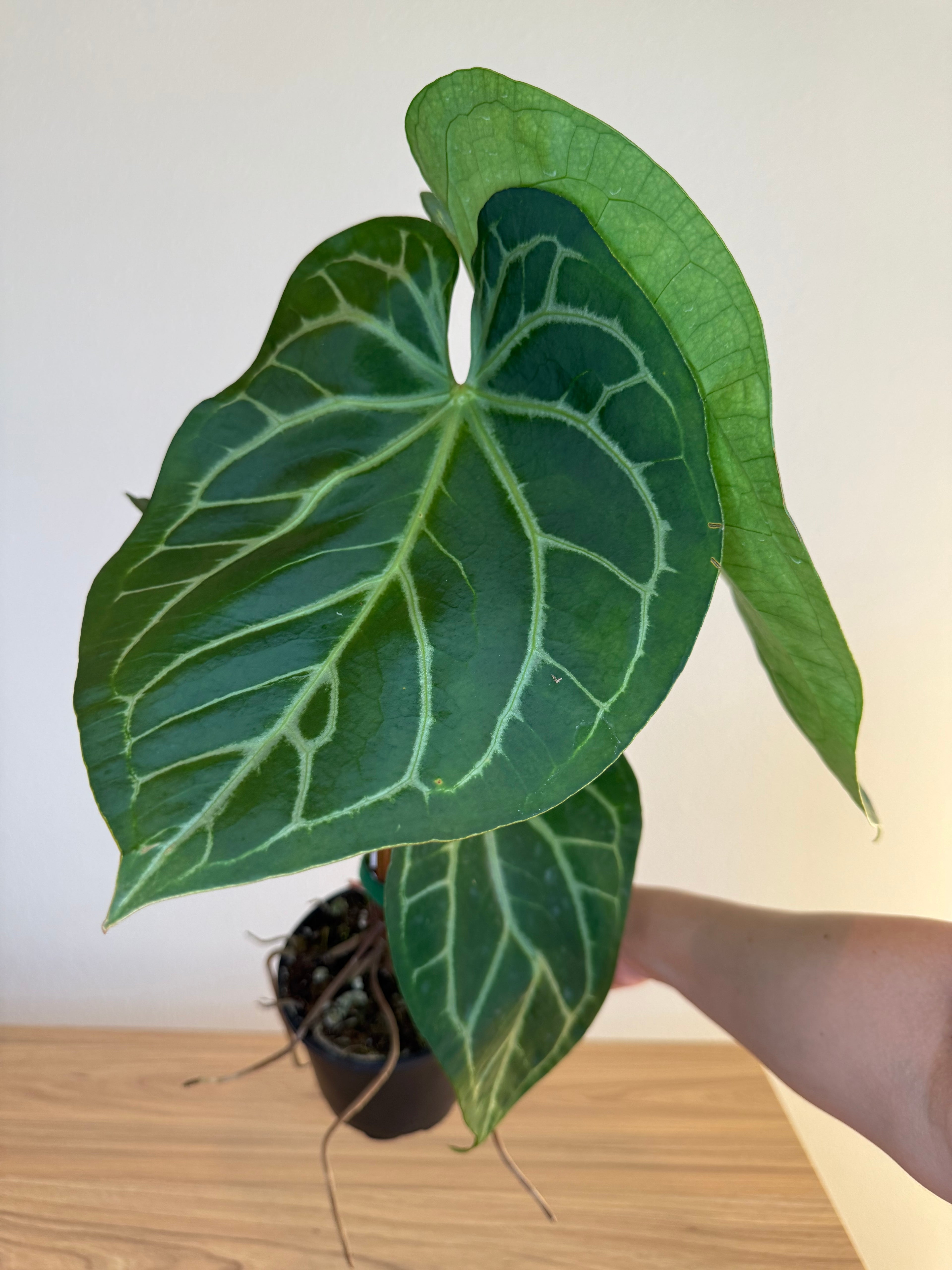 Anthurium magnificum x (Hoffmanii x Dark phoenix)
