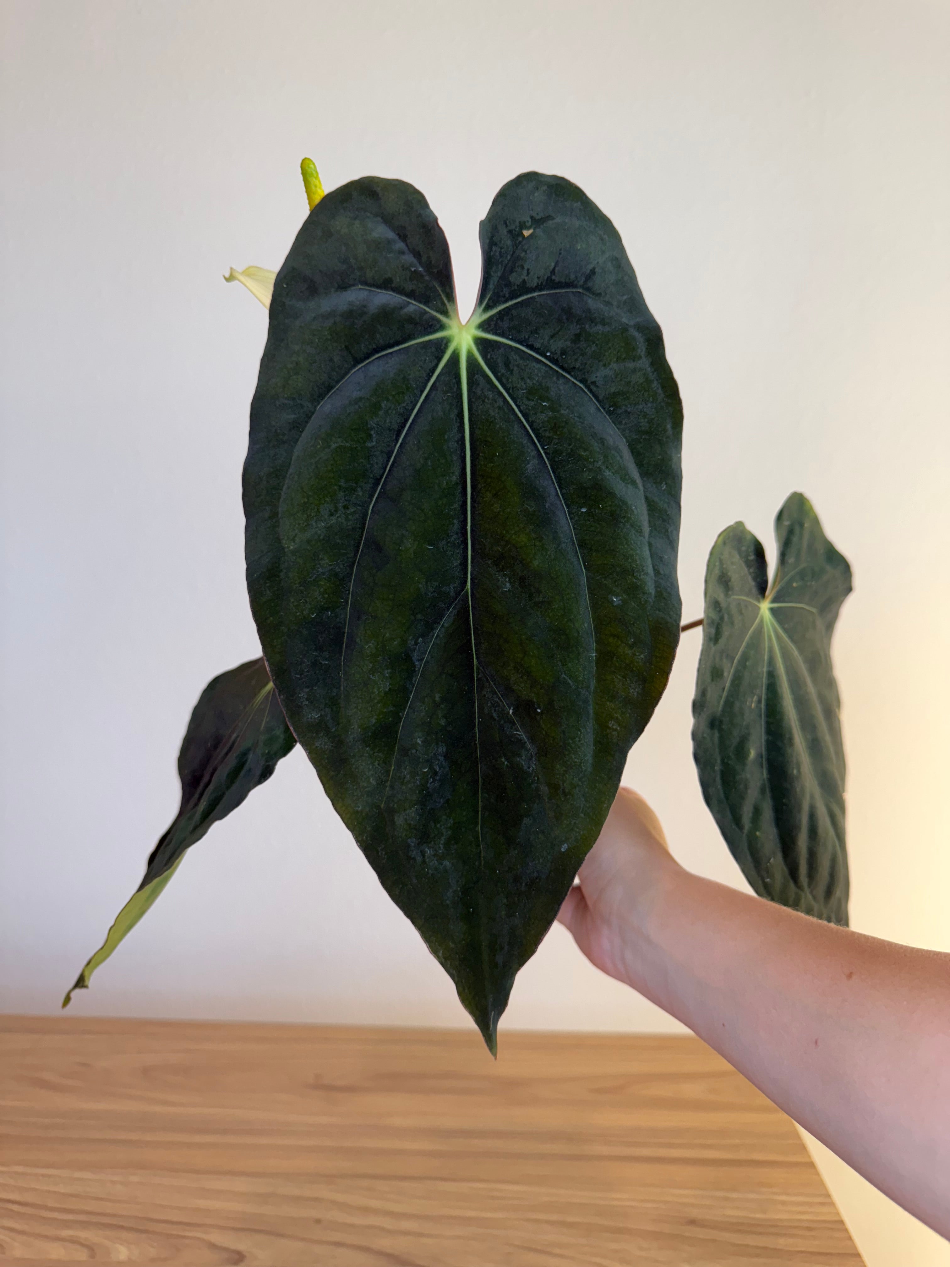 Anthurium Carlablackiae Scott x BVEP