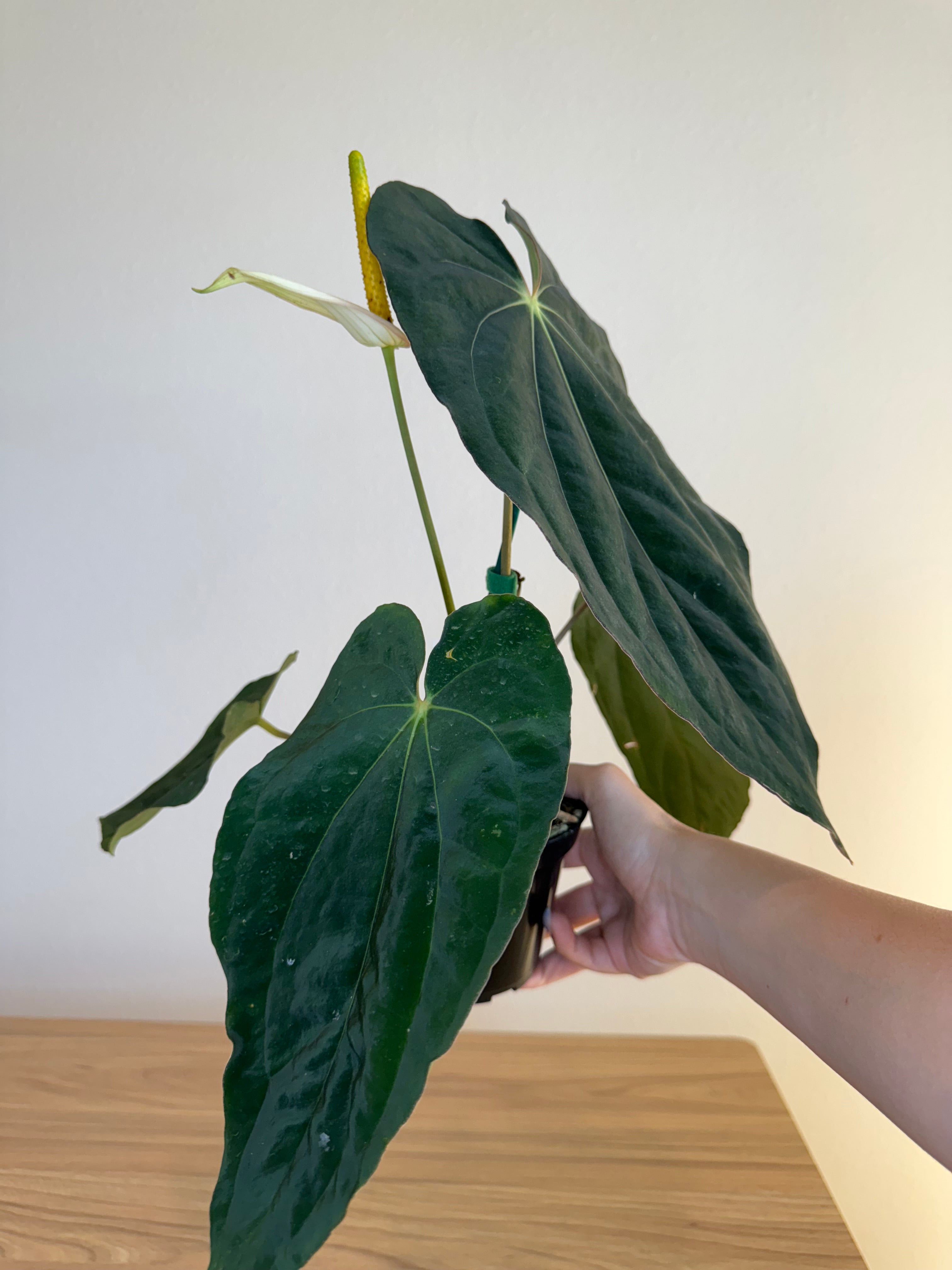 Anthurium Carlablackiae Scott x BVEP