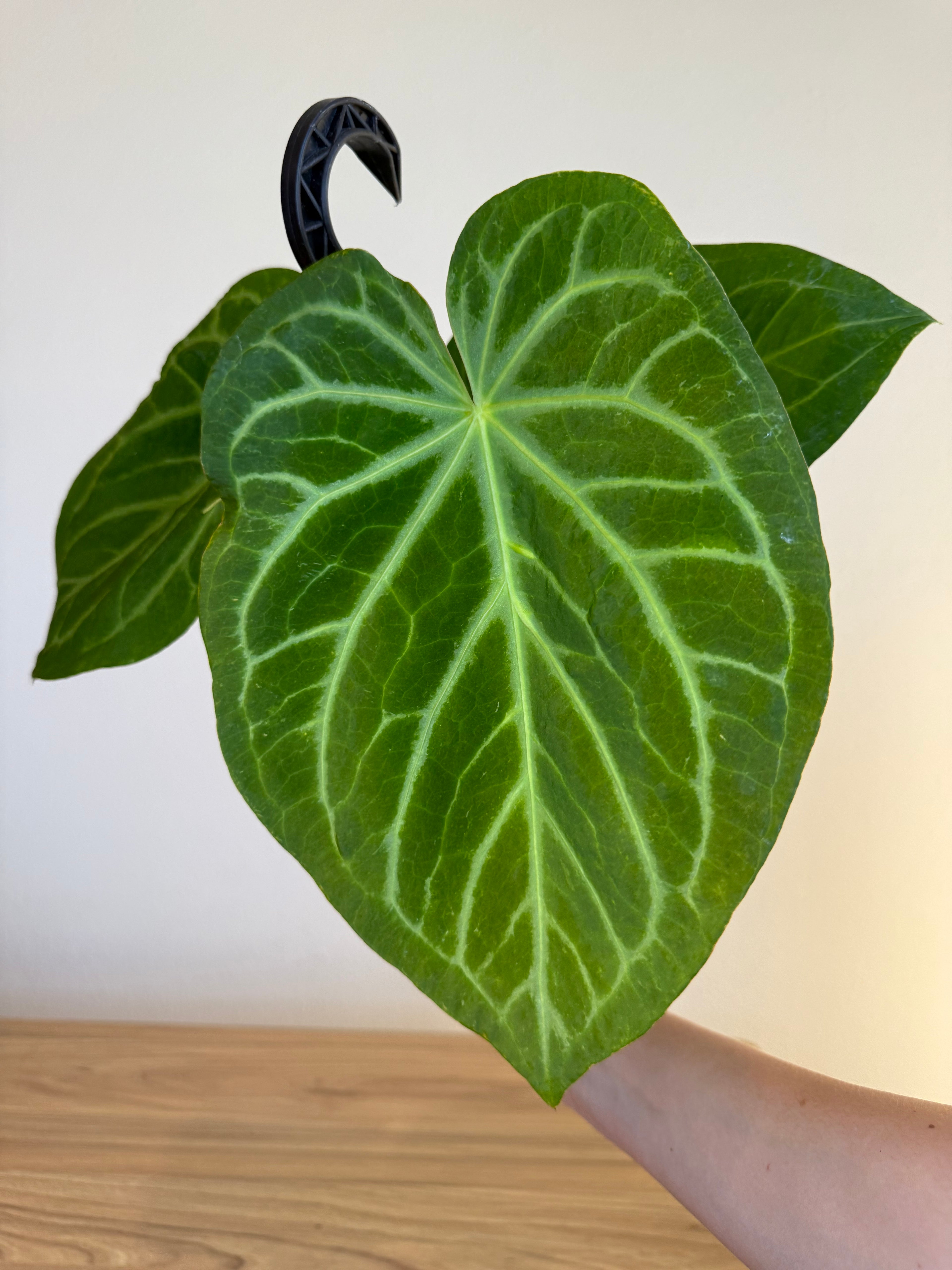 Anthurium magnificum Sugar