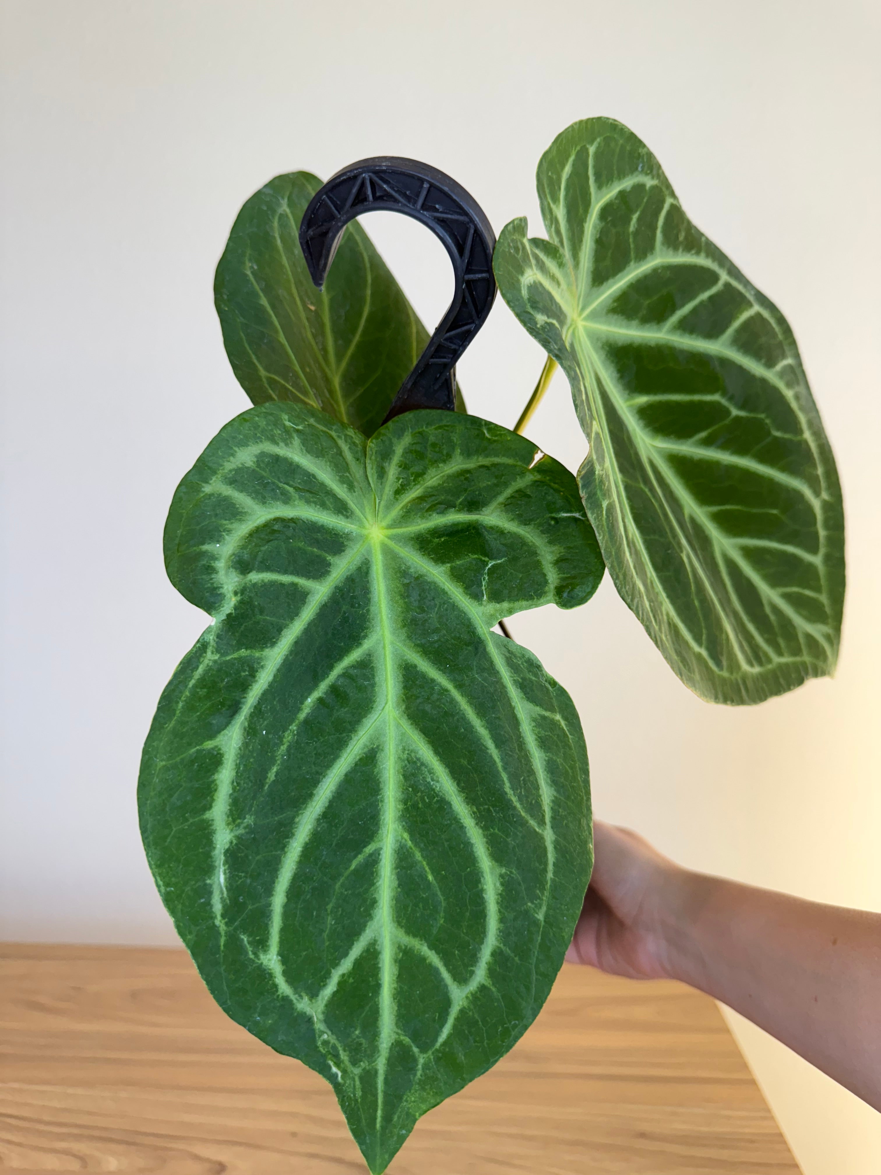 Anthurium magnificum Sugar