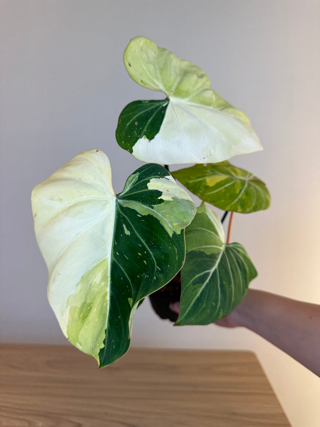 Philodendron gloriosum var