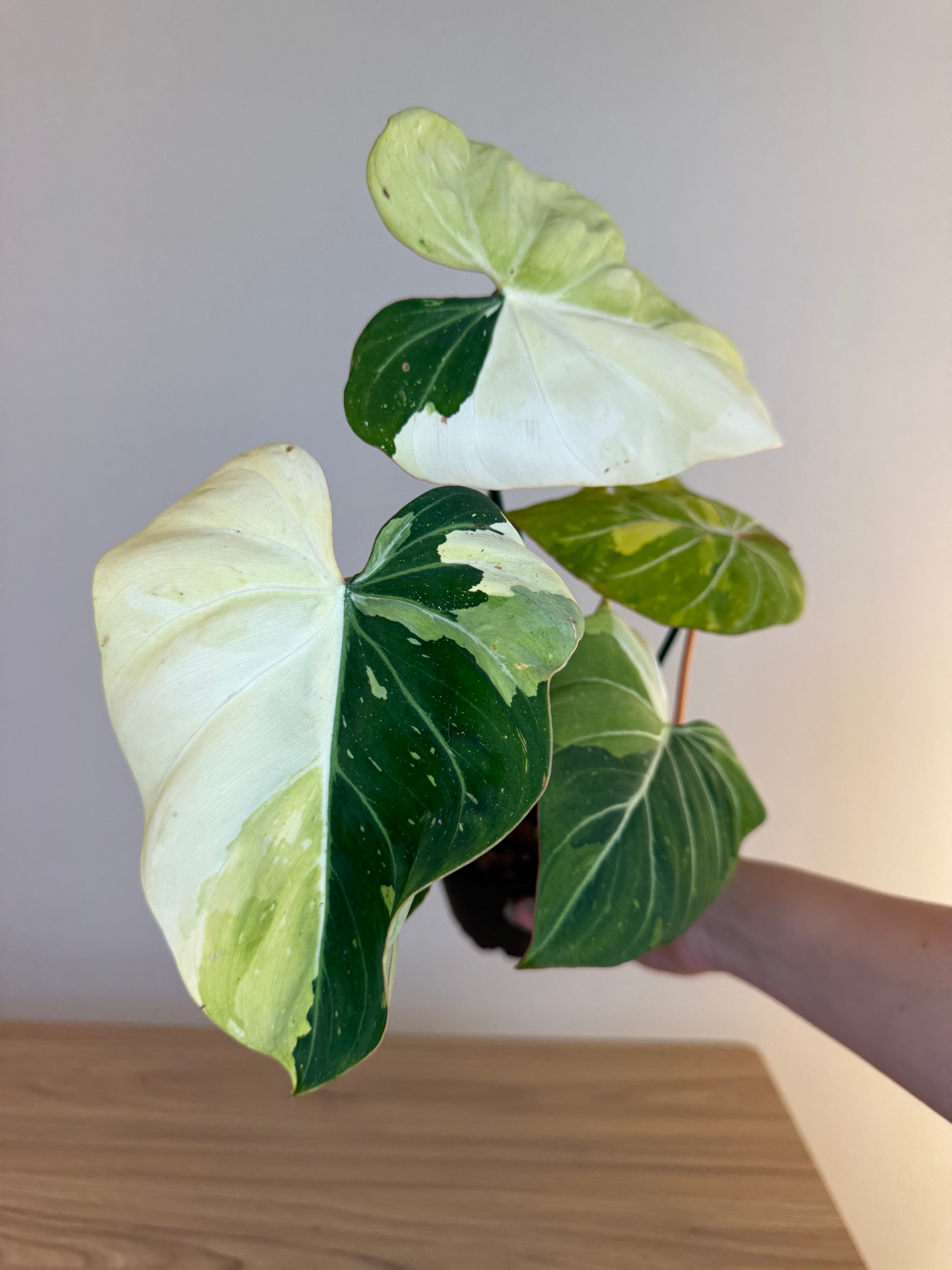 Philodendron gloriosum var