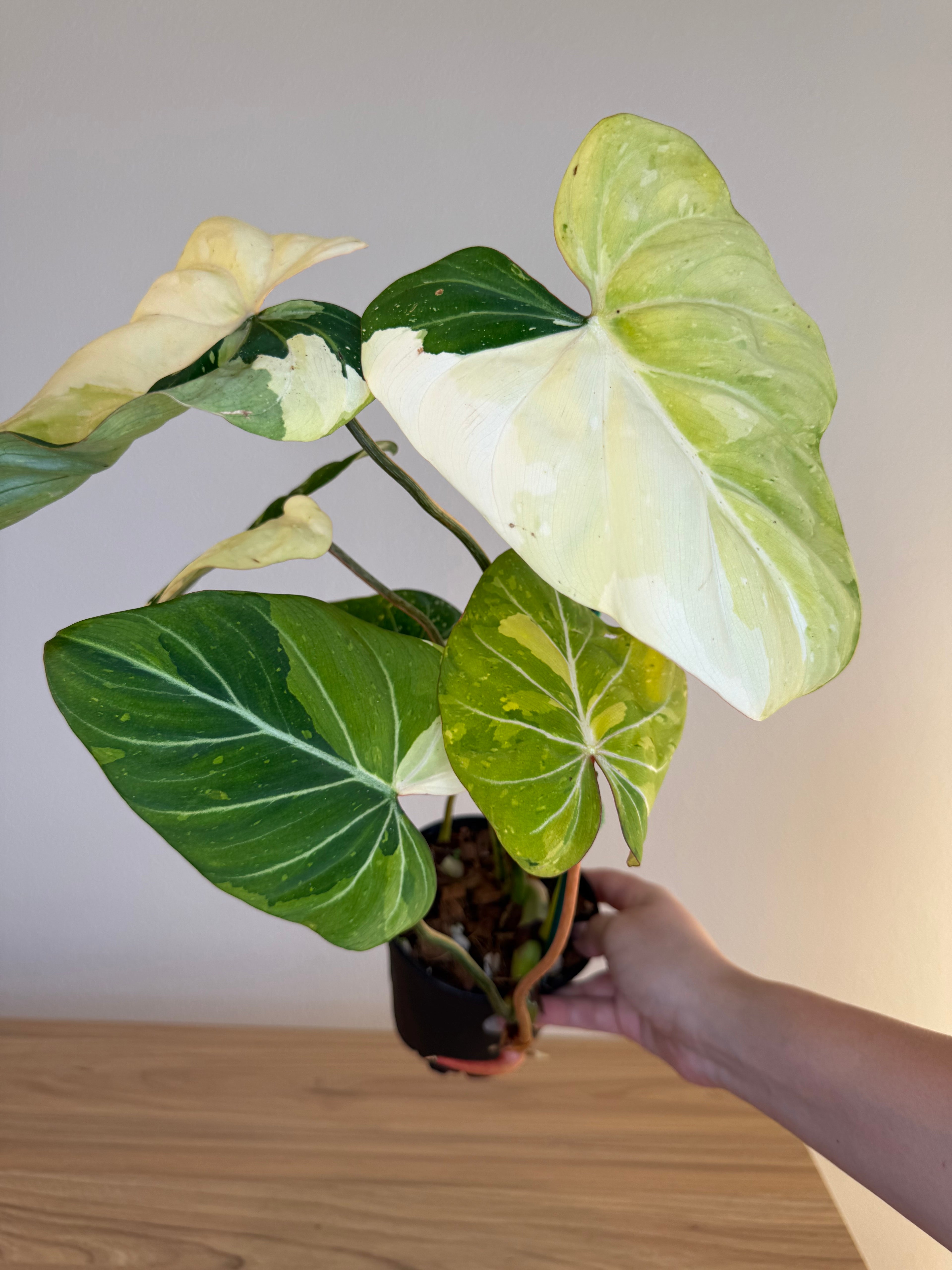 Philodendron gloriosum var