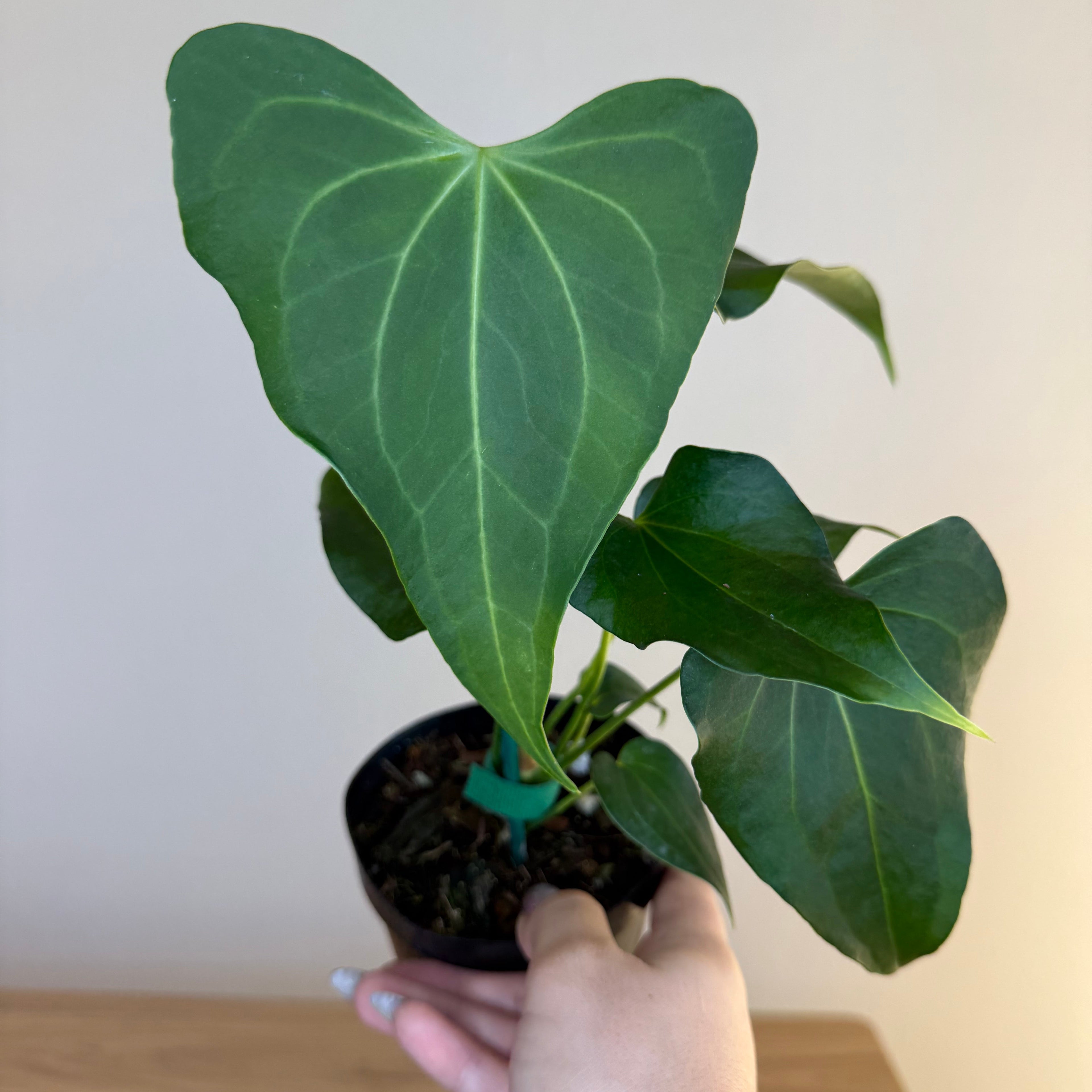 Anthurium Delta force