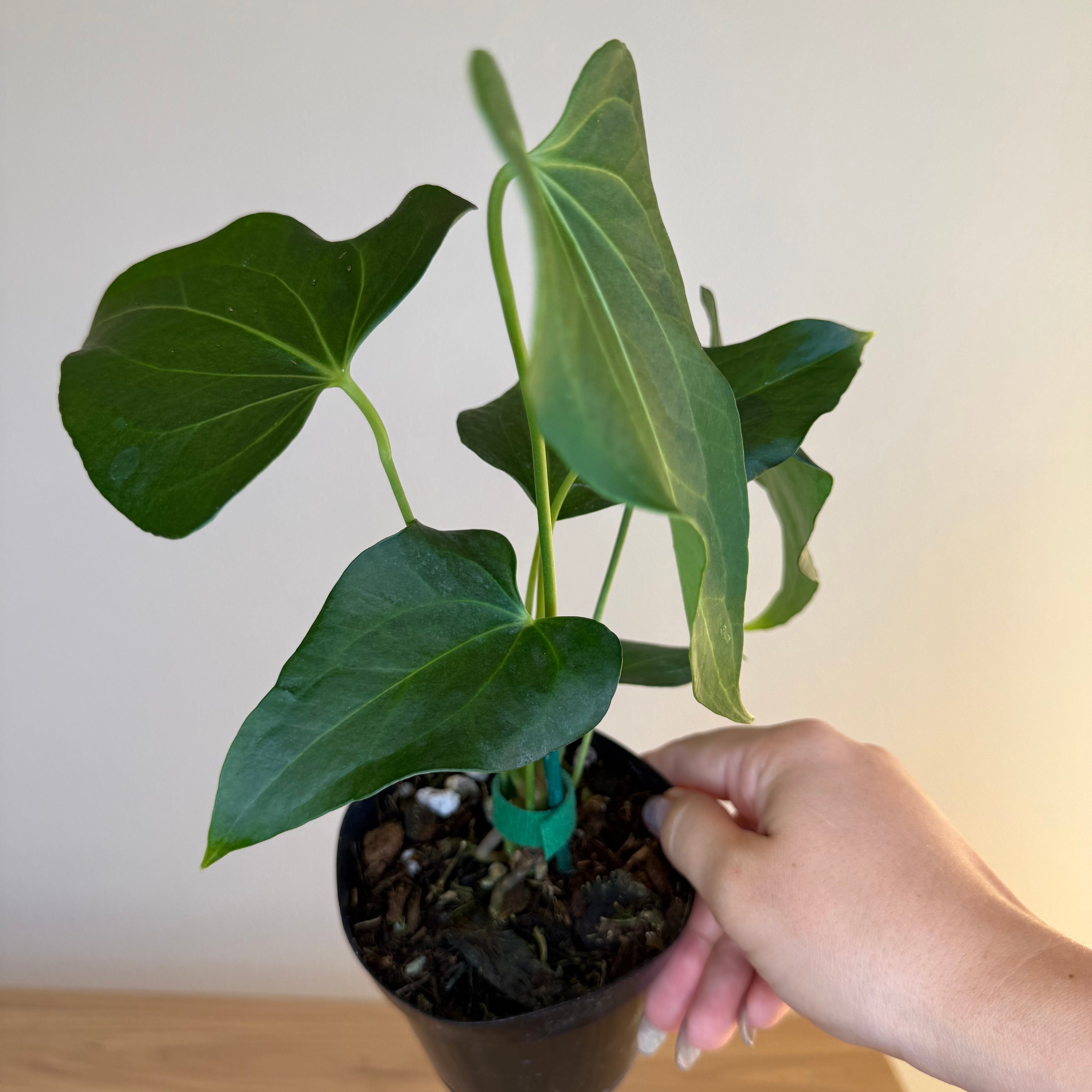 Anthurium Delta force