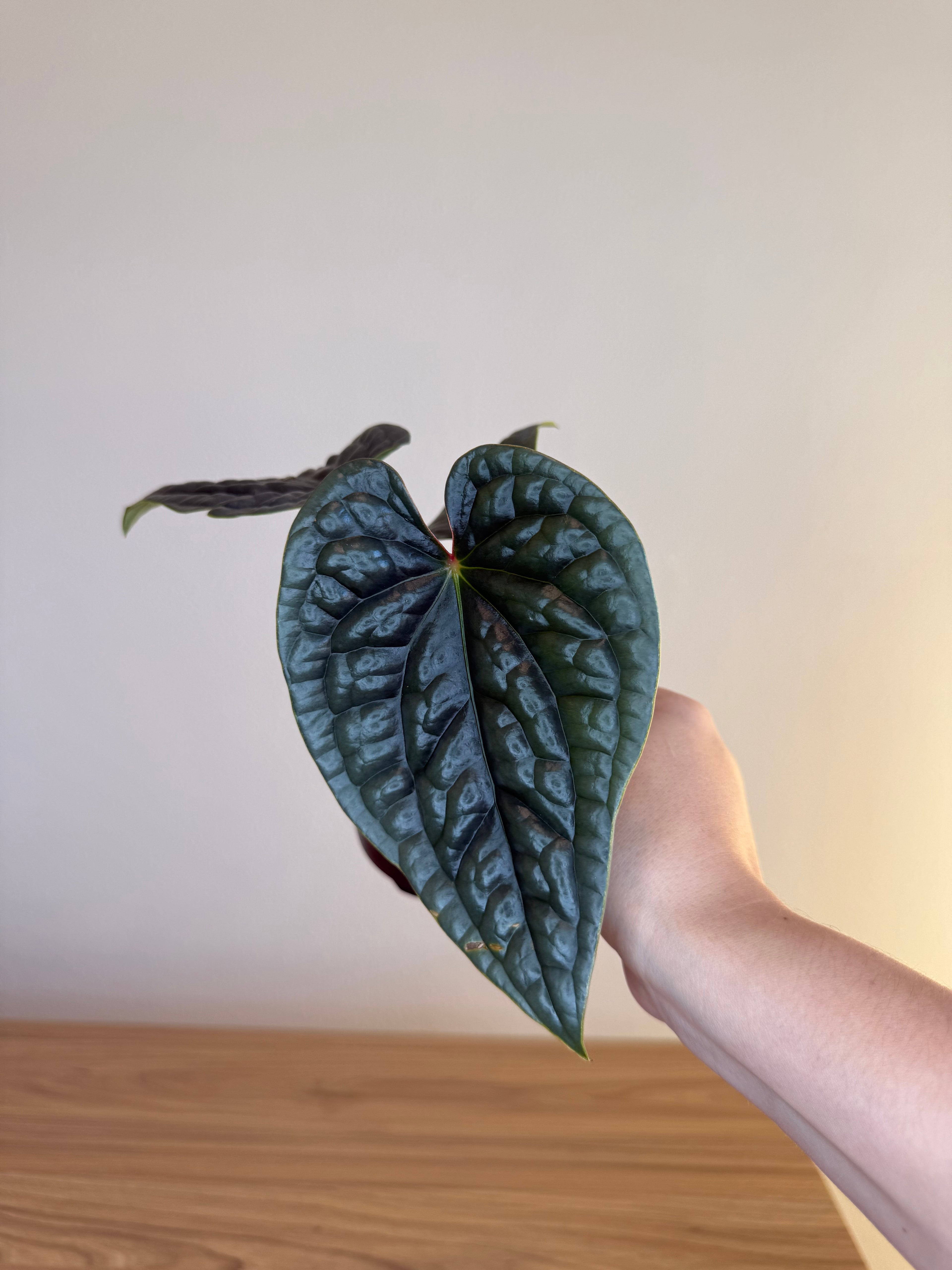 Anthurium luxurians