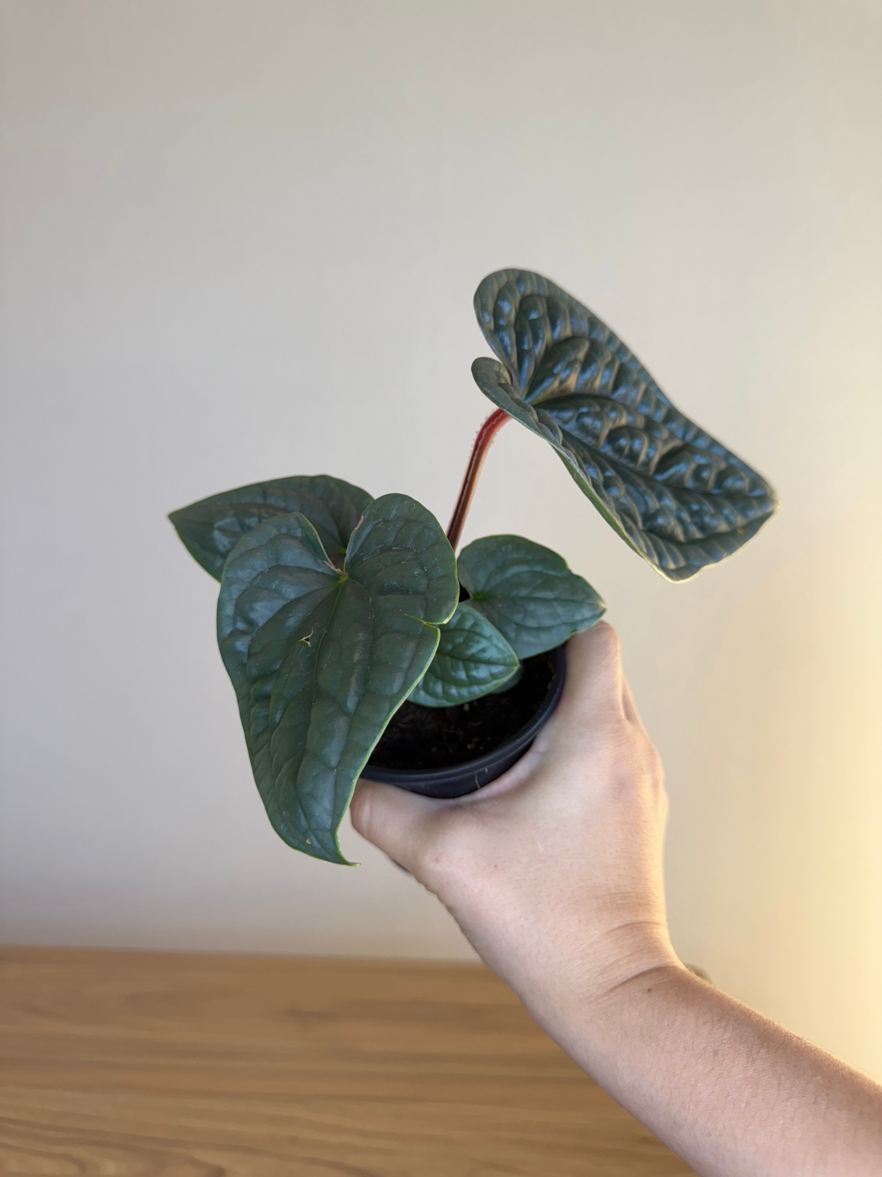 Anthurium luxurians
