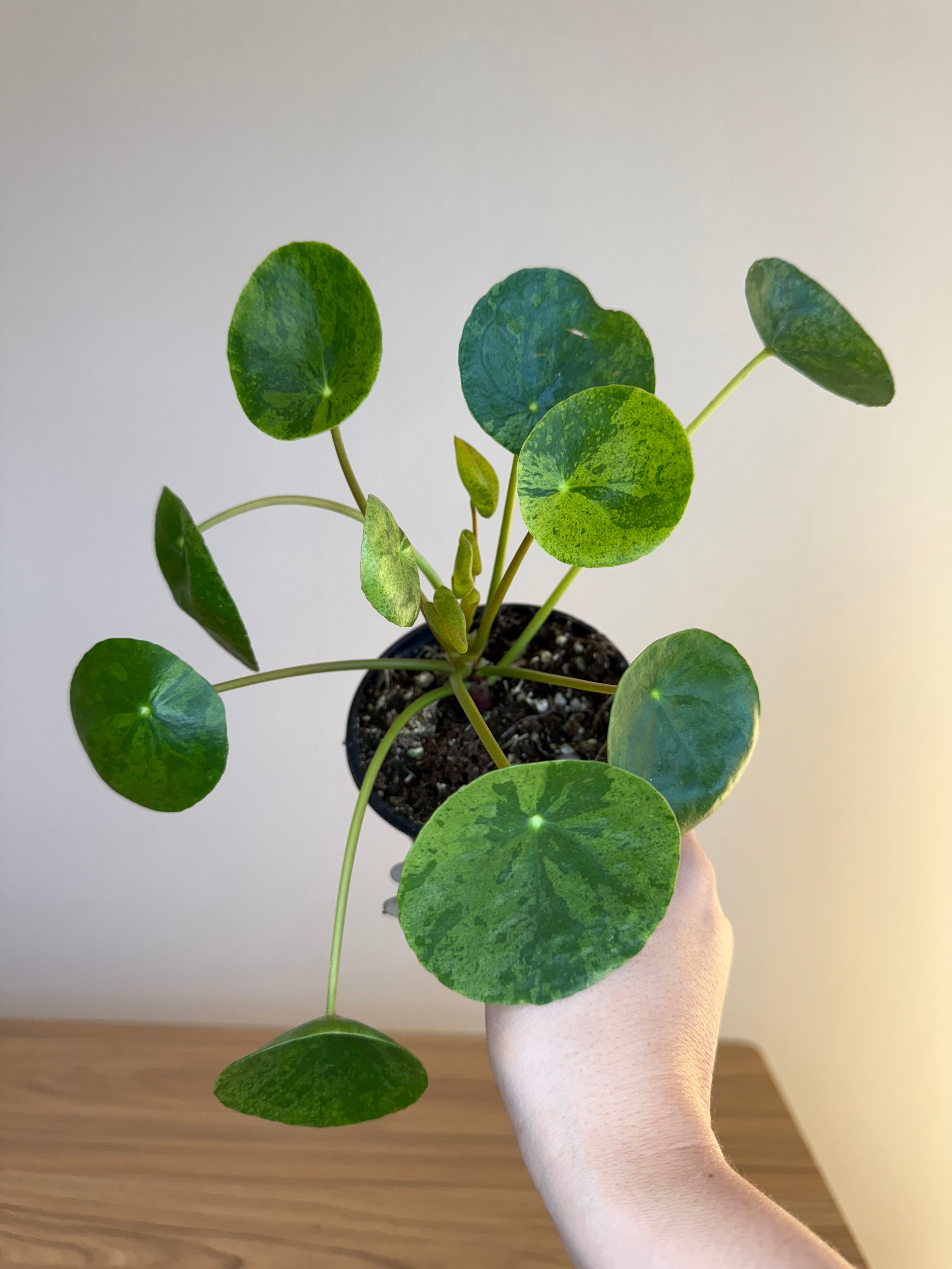 Variegated pilea mojito