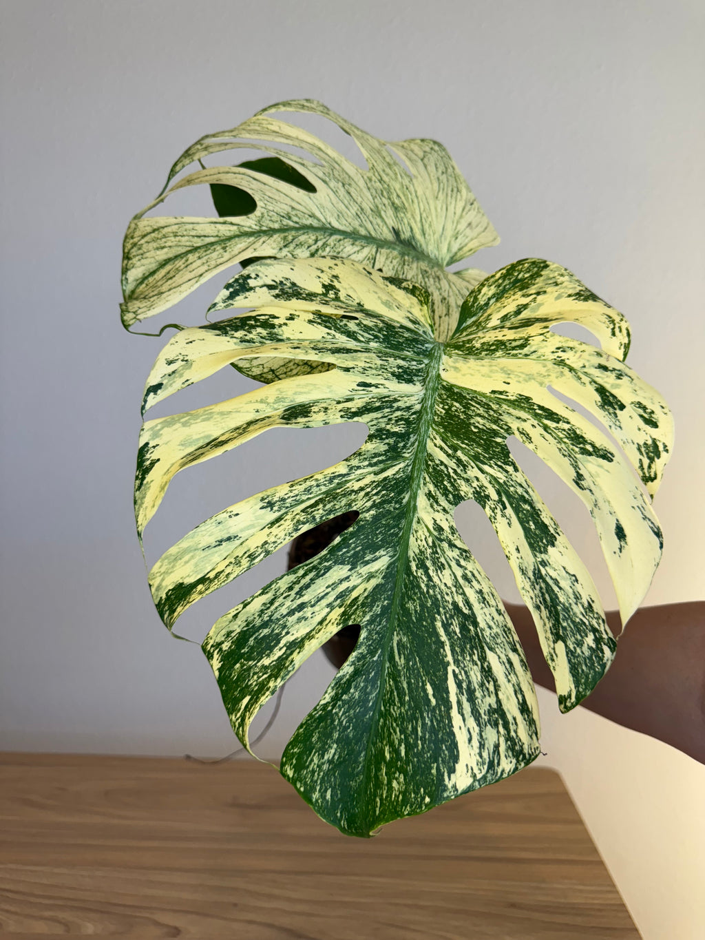 Monstera white monster
