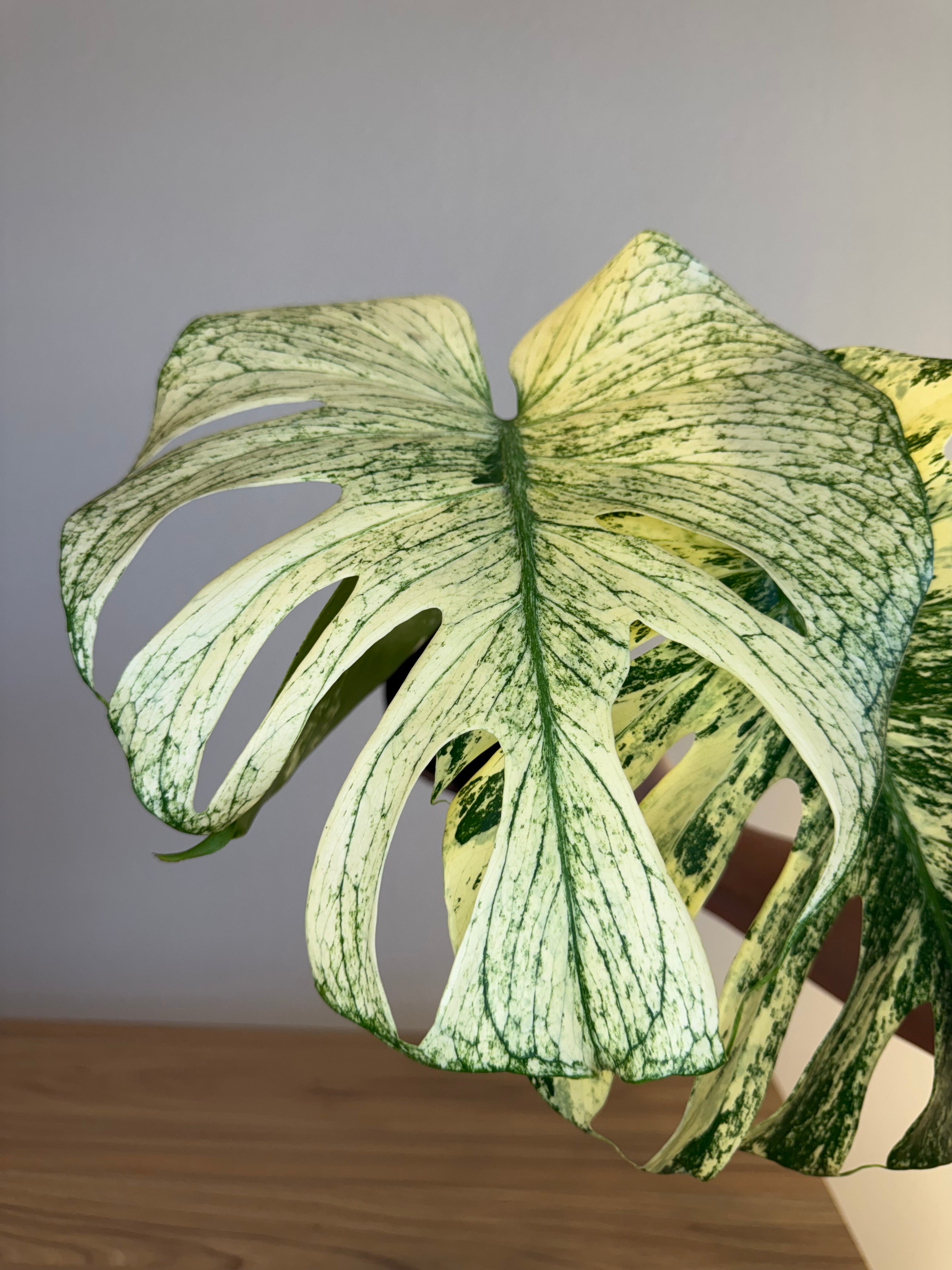 Monstera white monster