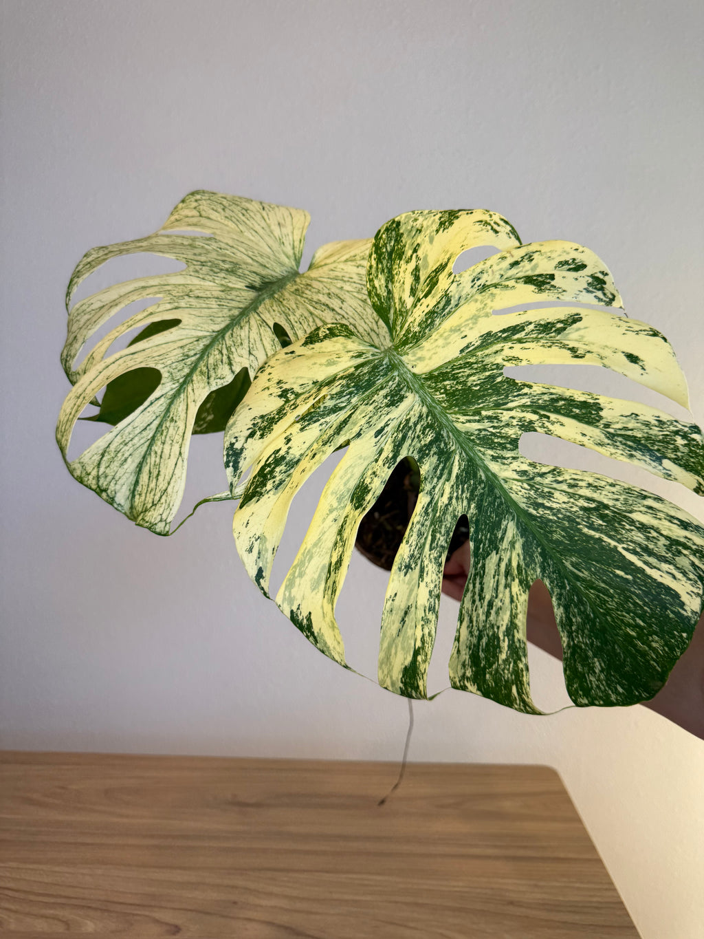 Monstera white monster