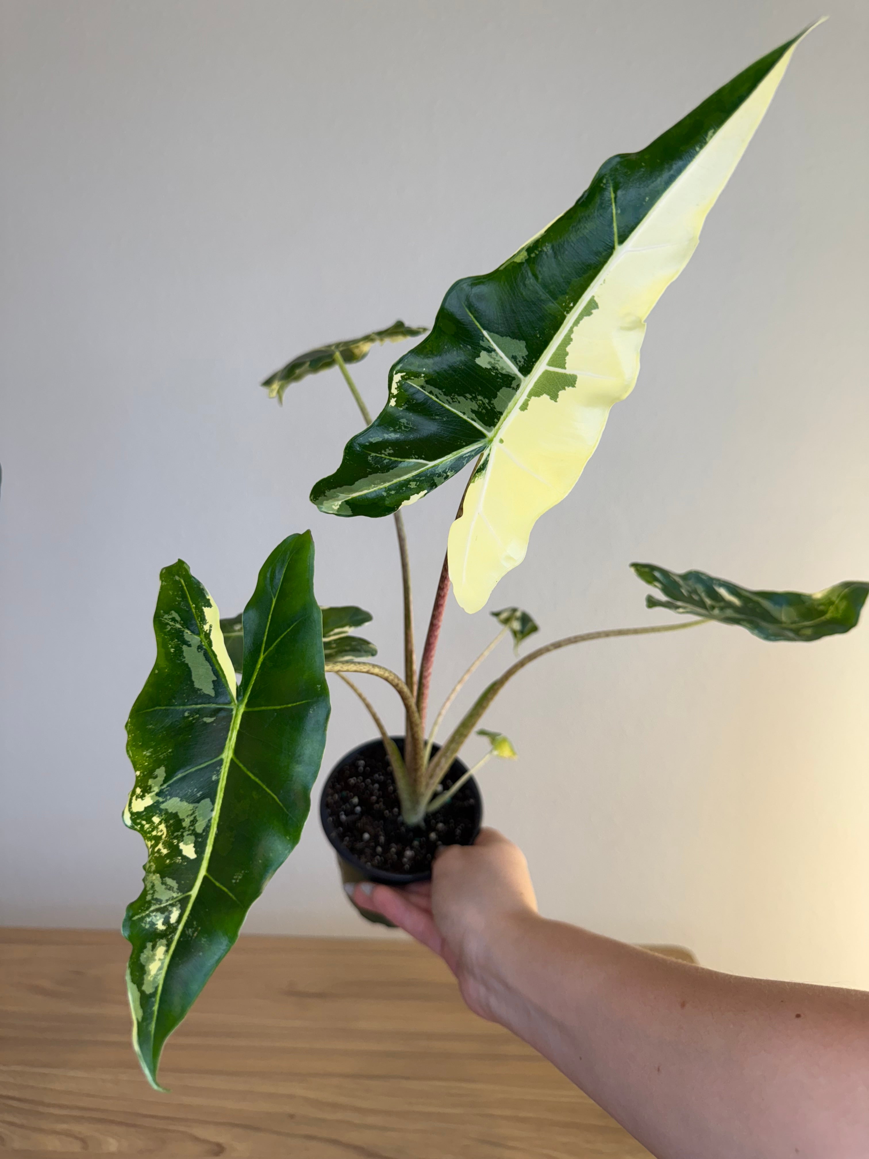 Alocasia Sarian Albo