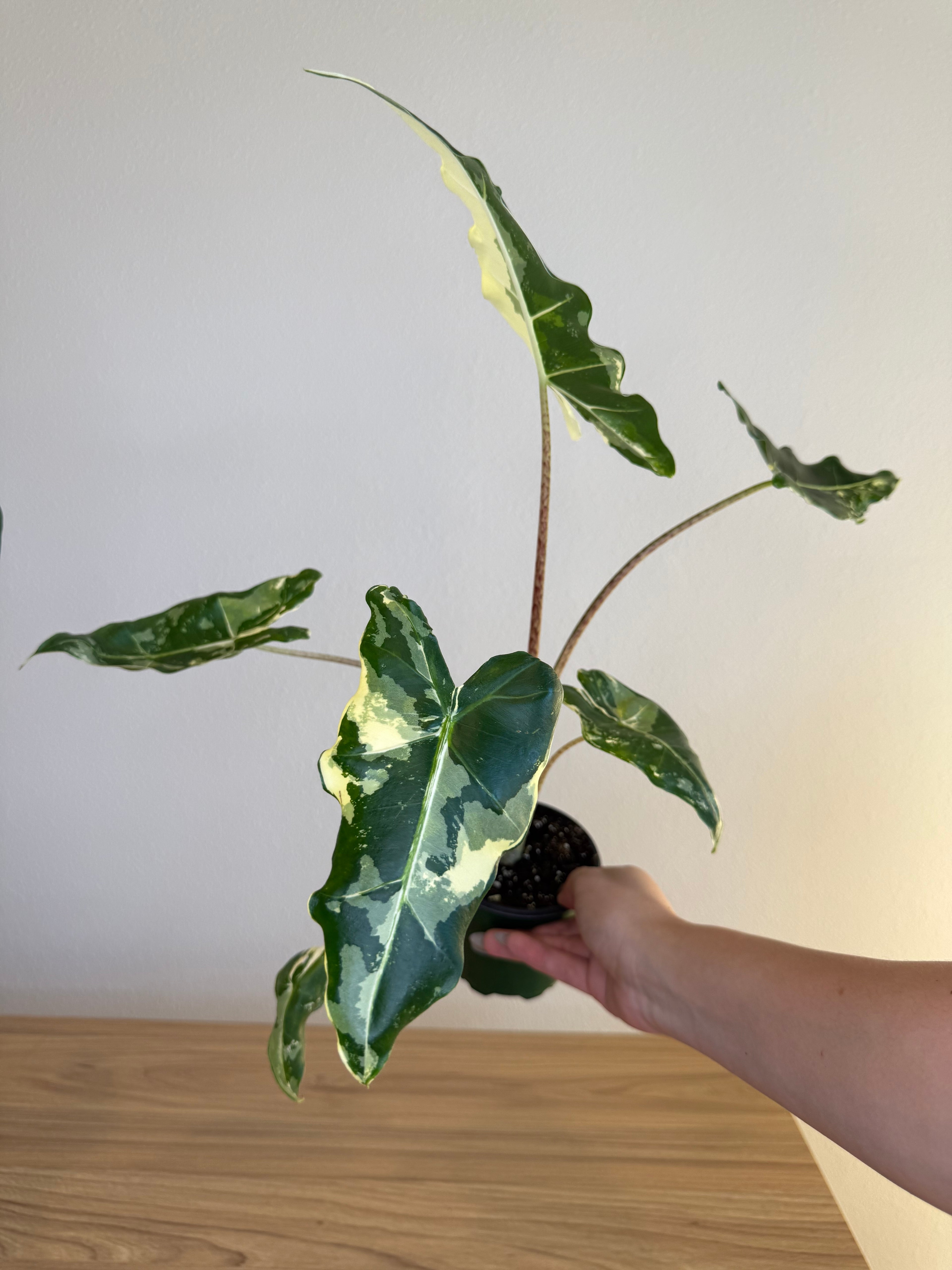Alocasia Sarian Albo