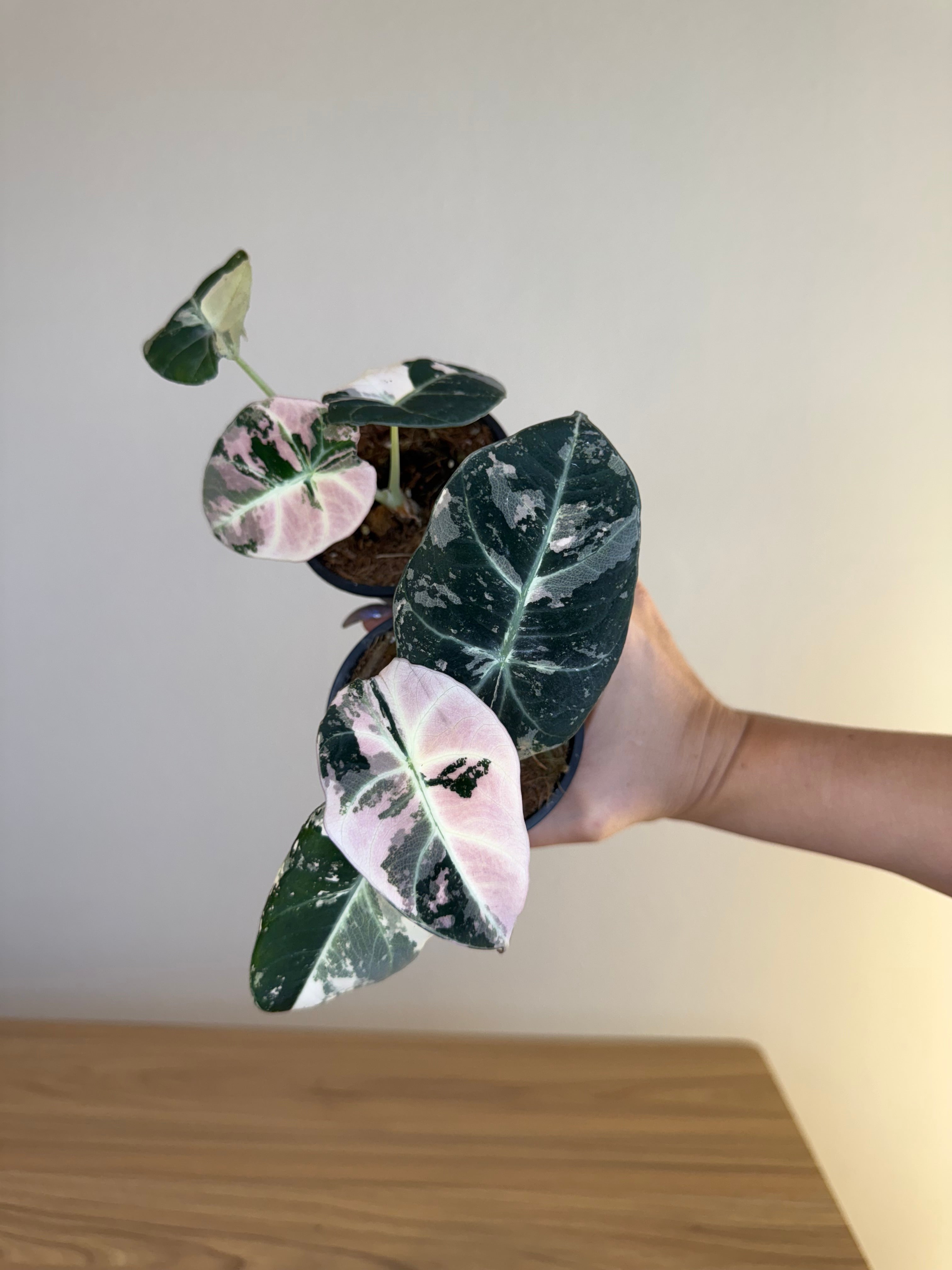 Alocasia black velvet pink