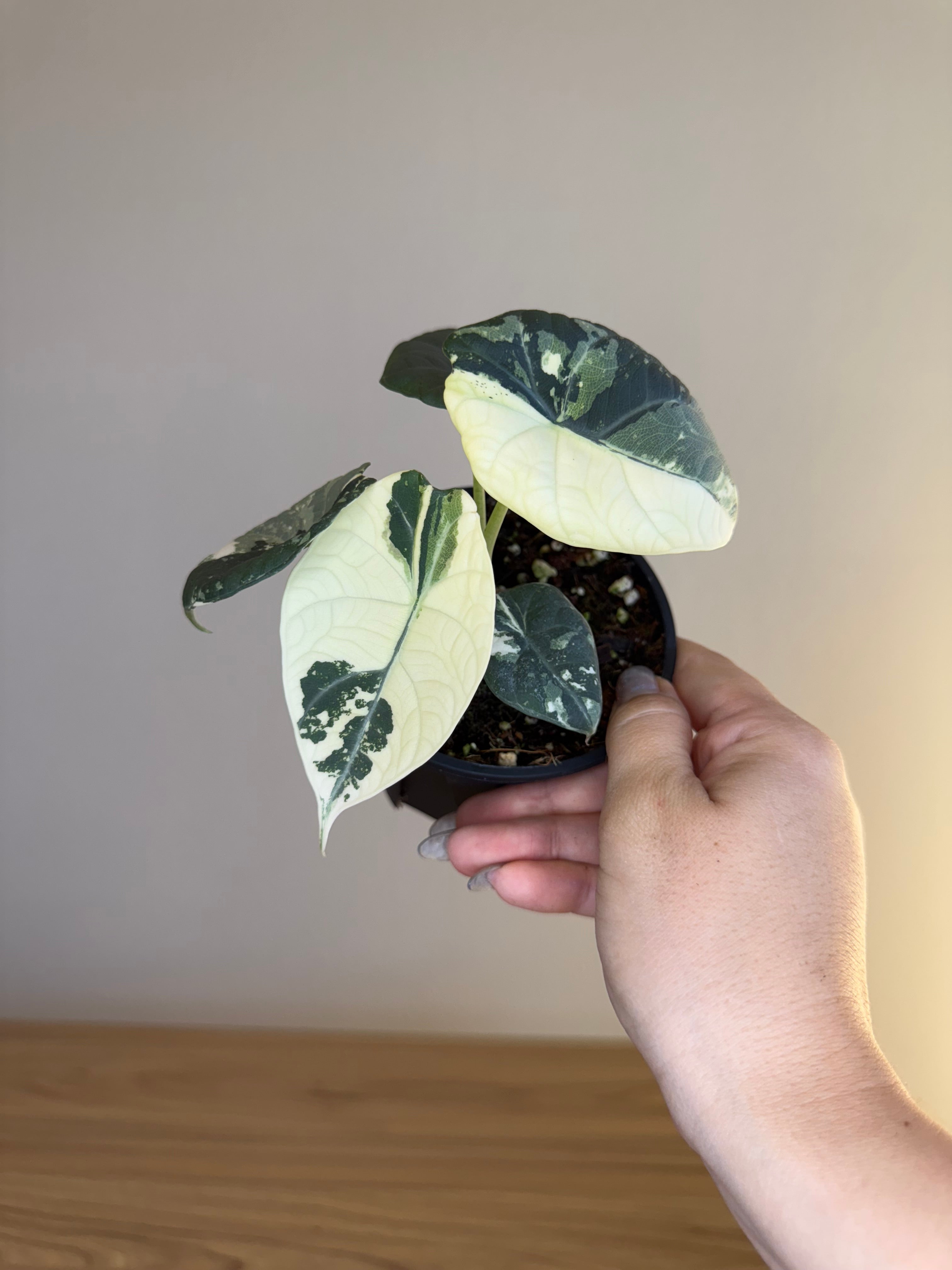 Alocasia maharani Albo