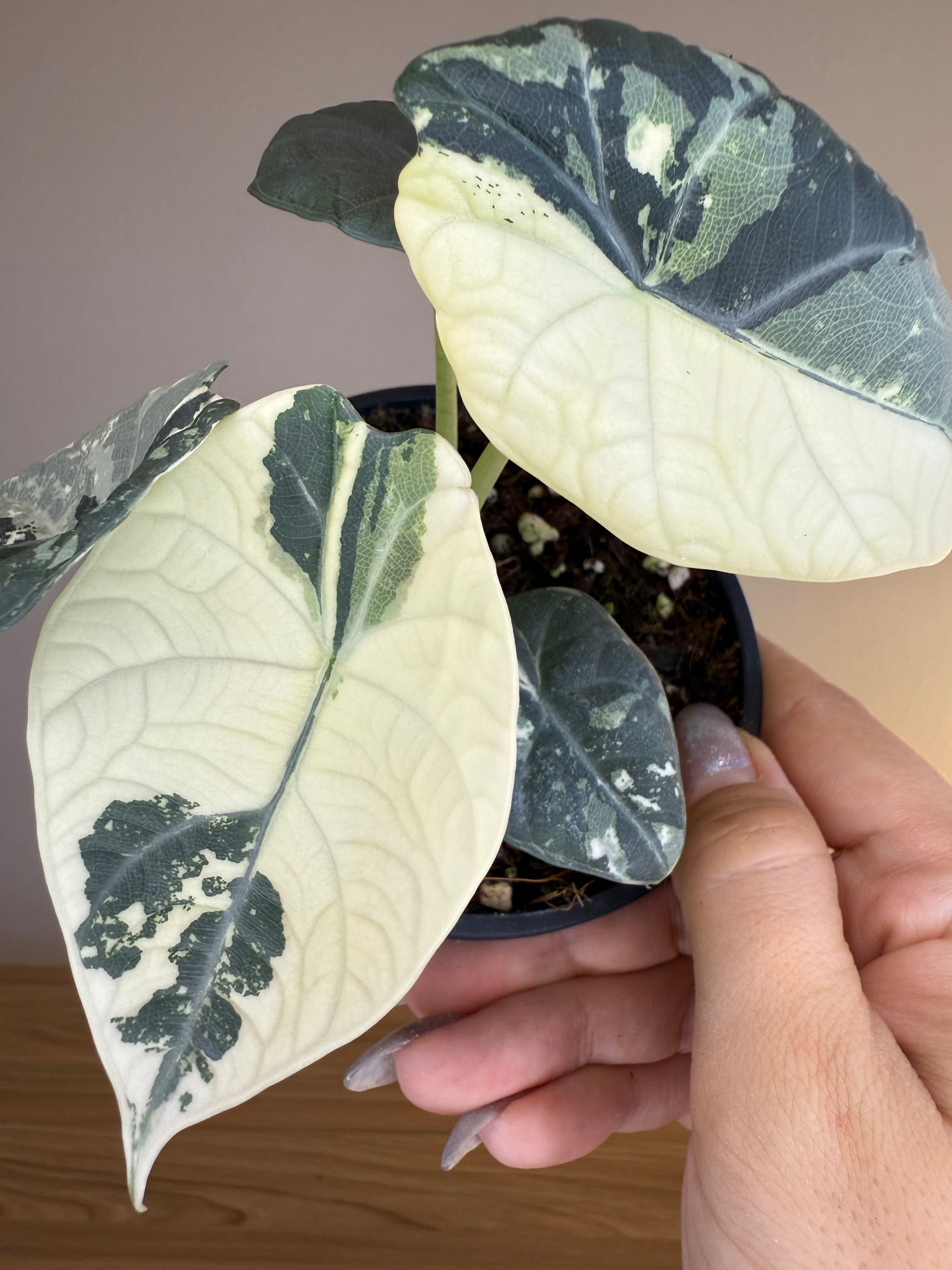 Alocasia maharani Albo