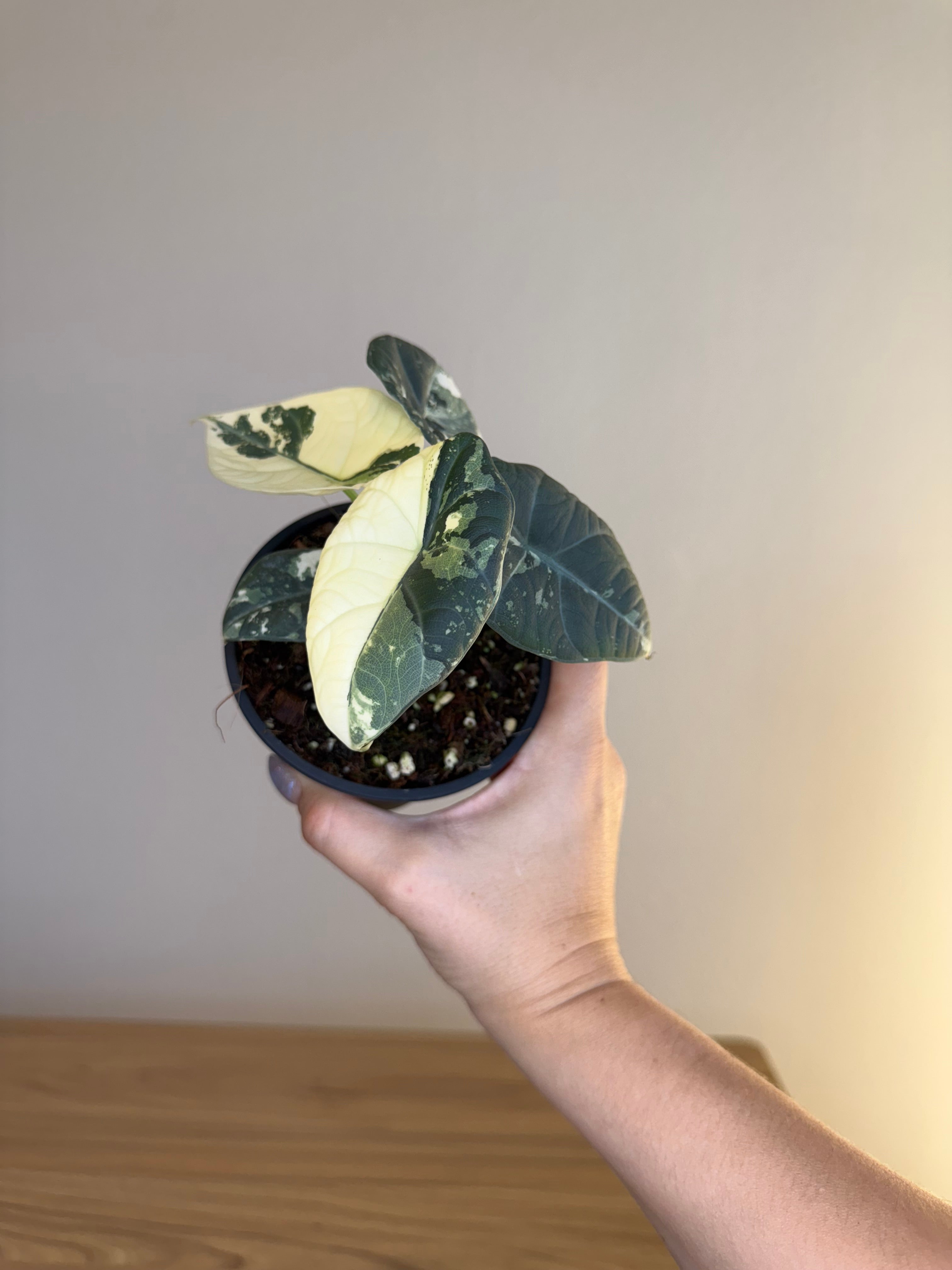 Alocasia maharani Albo