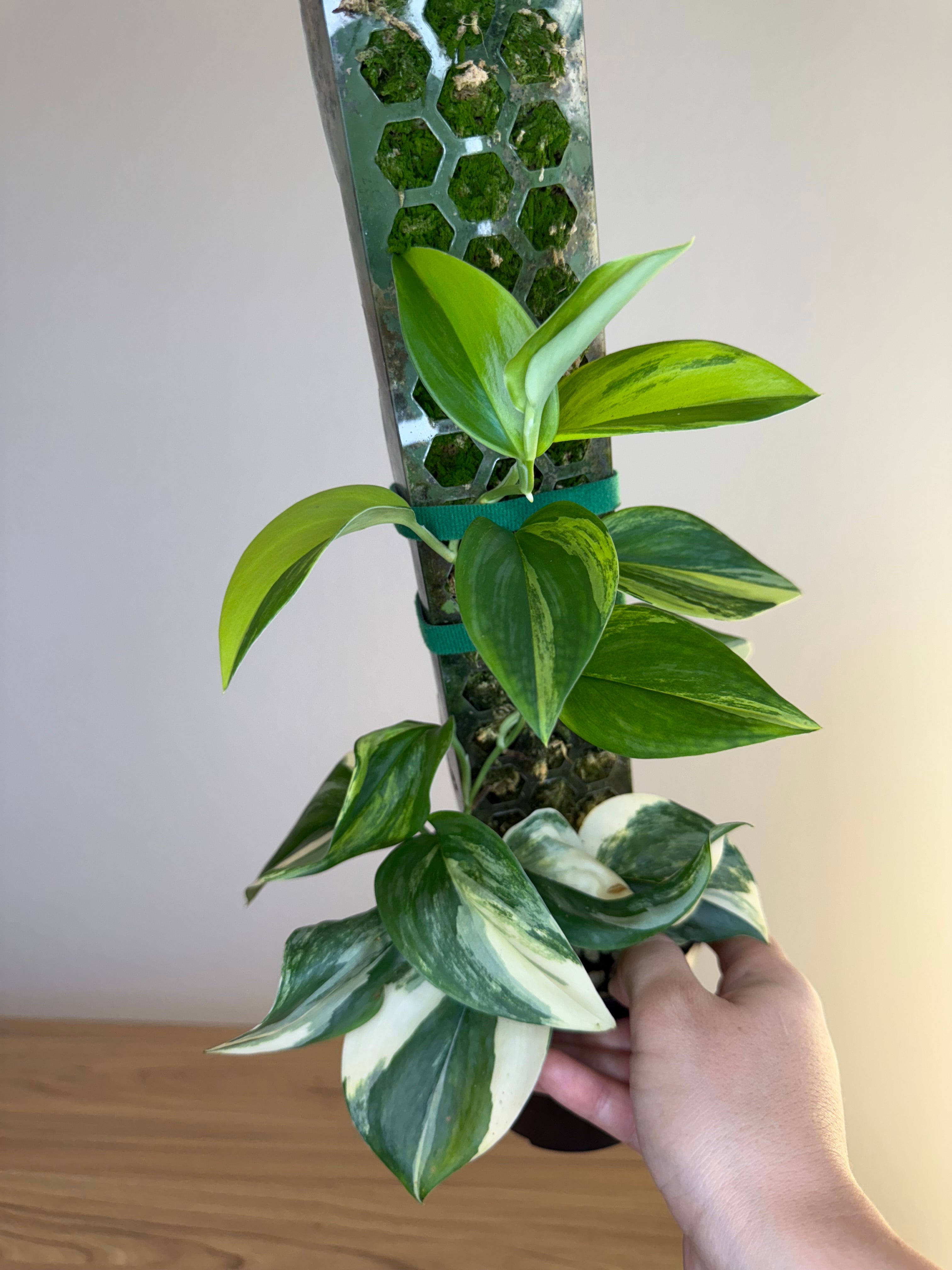 Scindapsus rubicon var