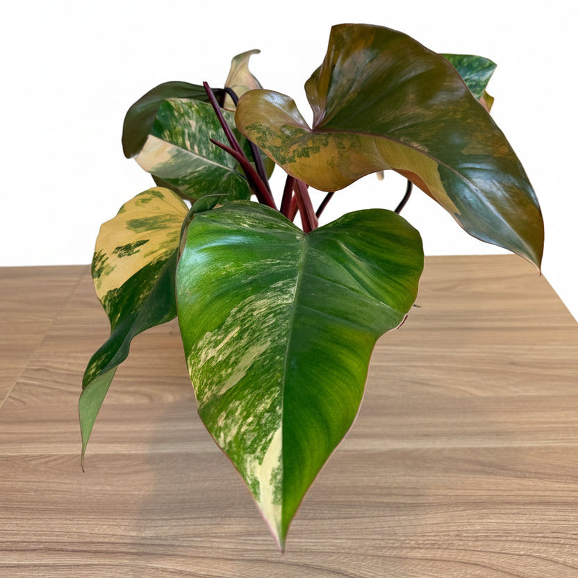 Philodendron Strawberry Shake 6"