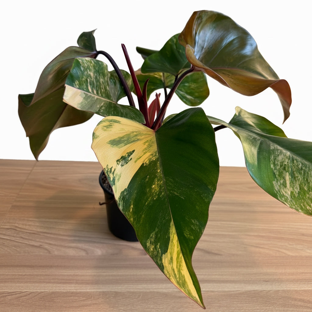 Philodendron Strawberry Shake 6"