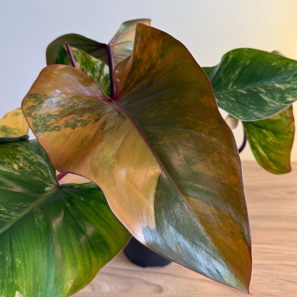 Philodendron Strawberry Shake 6"
