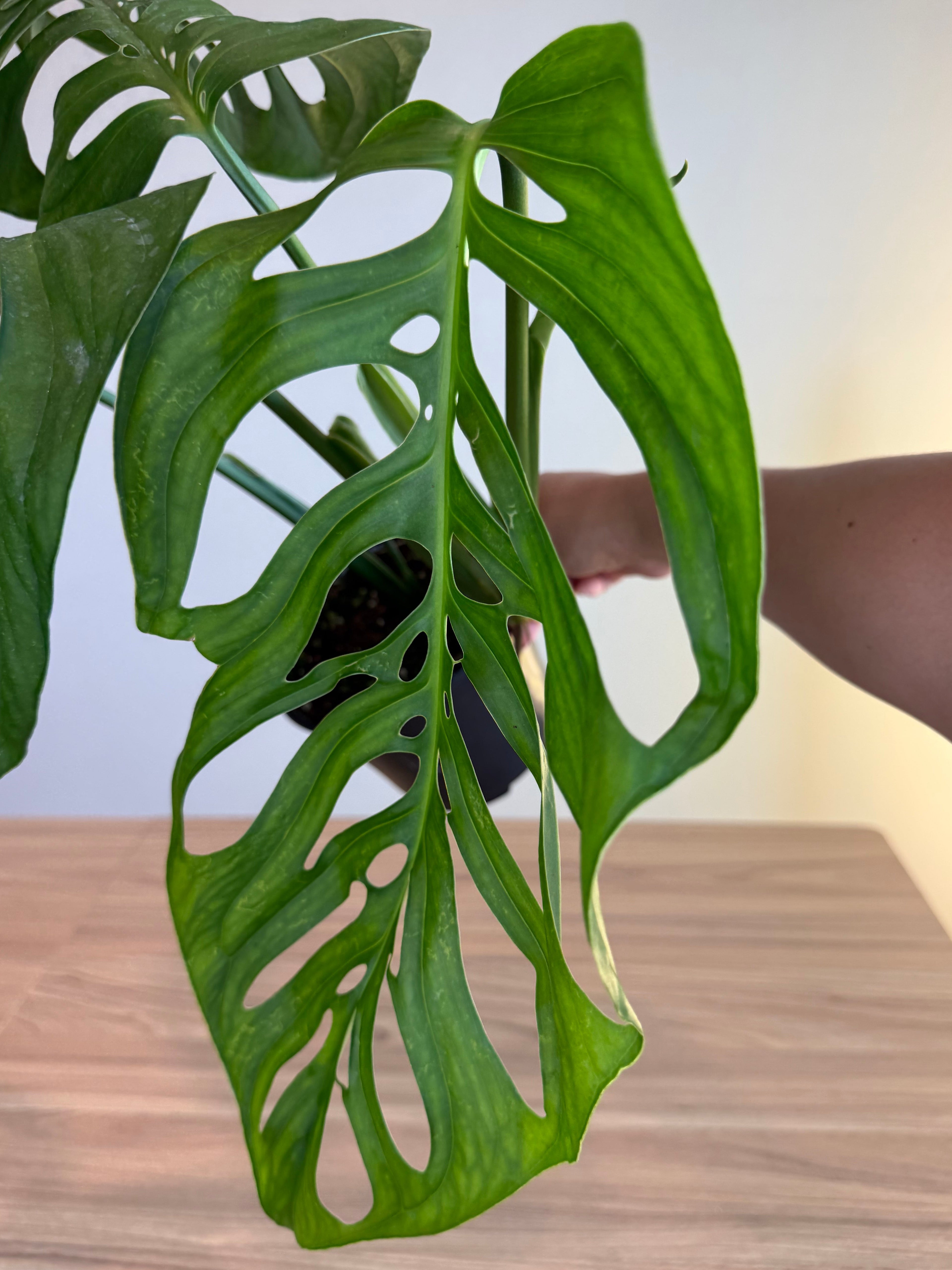 Monstera Esqueleto 6"
