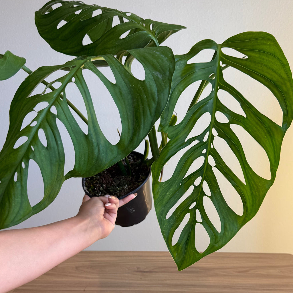 Monstera Esqueleto 6"