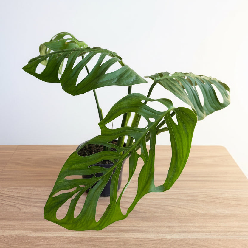 Monstera Esqueleto 6"