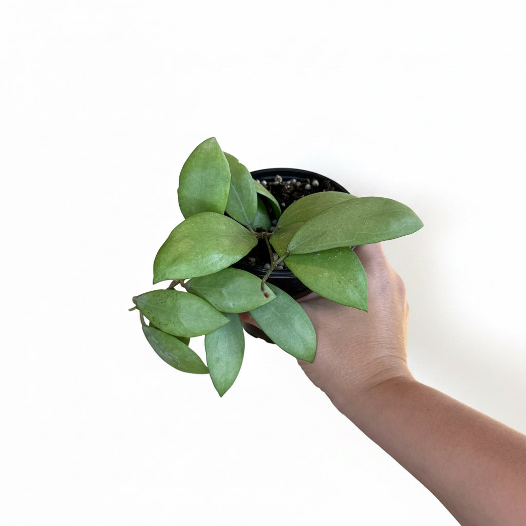 Hoya Erythrostemma Silver 4"
