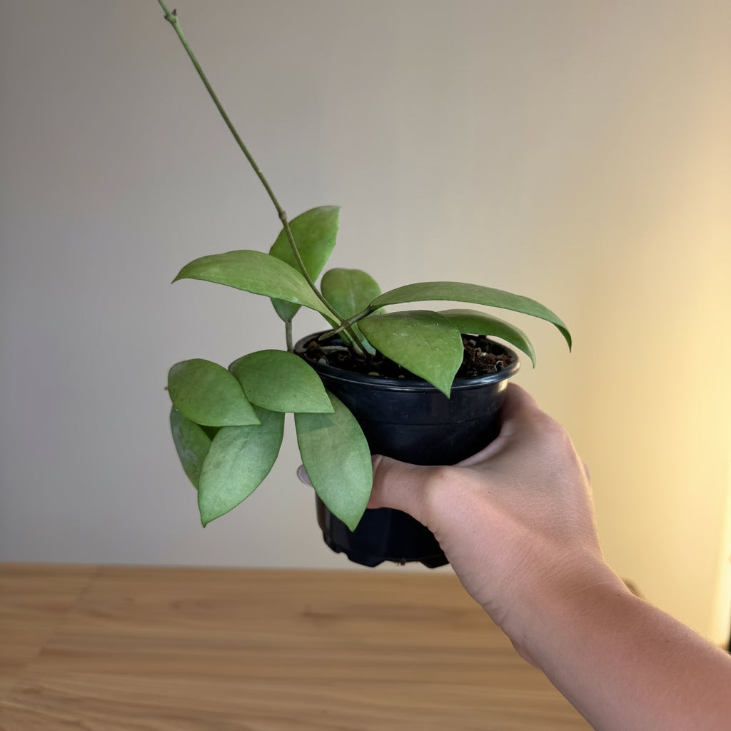 Hoya Erythrostemma Silver 4"