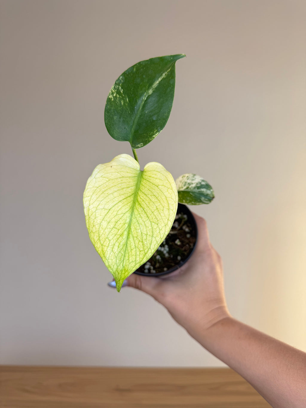 Monstera White monster