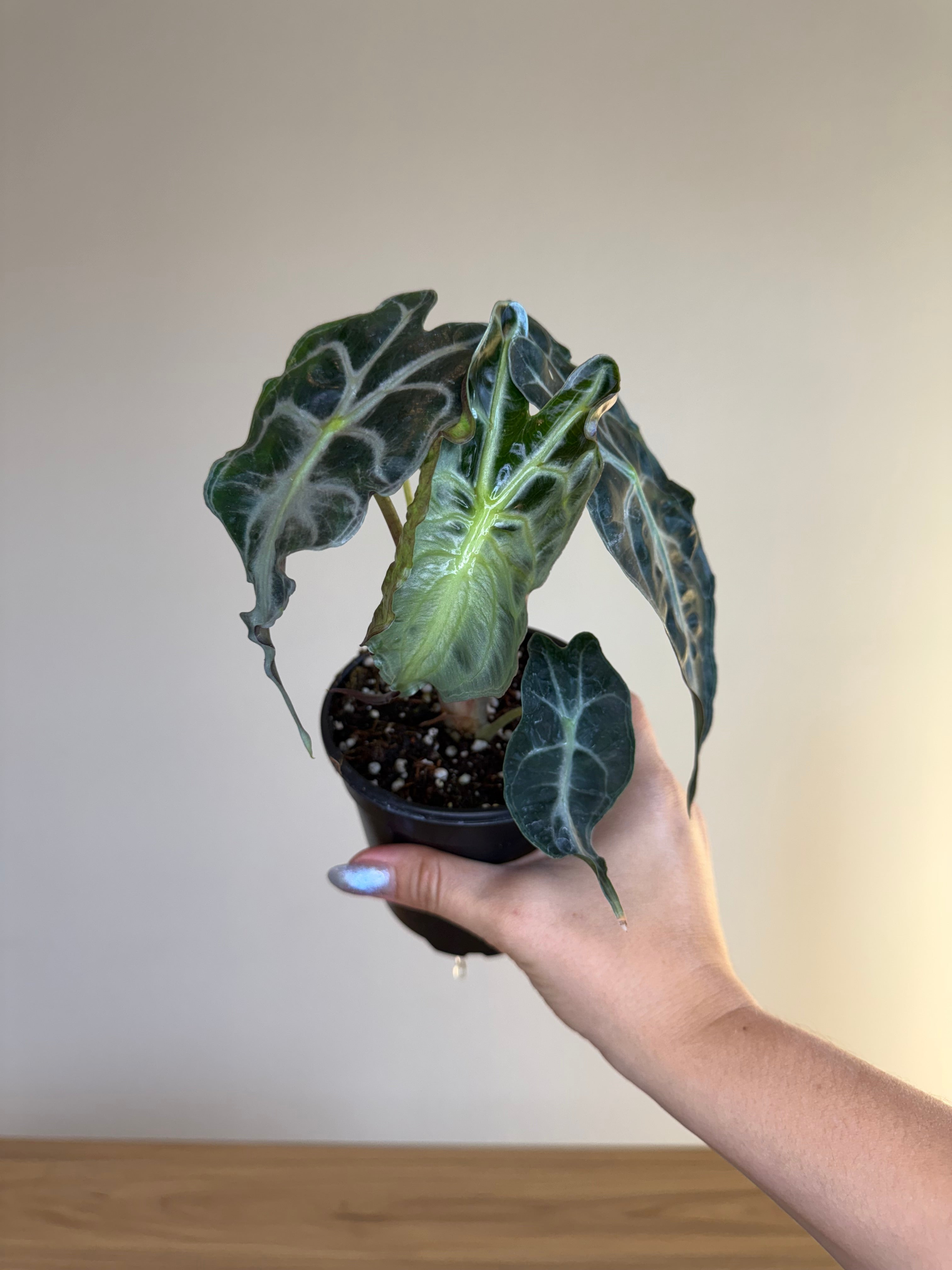 Alocasia venom