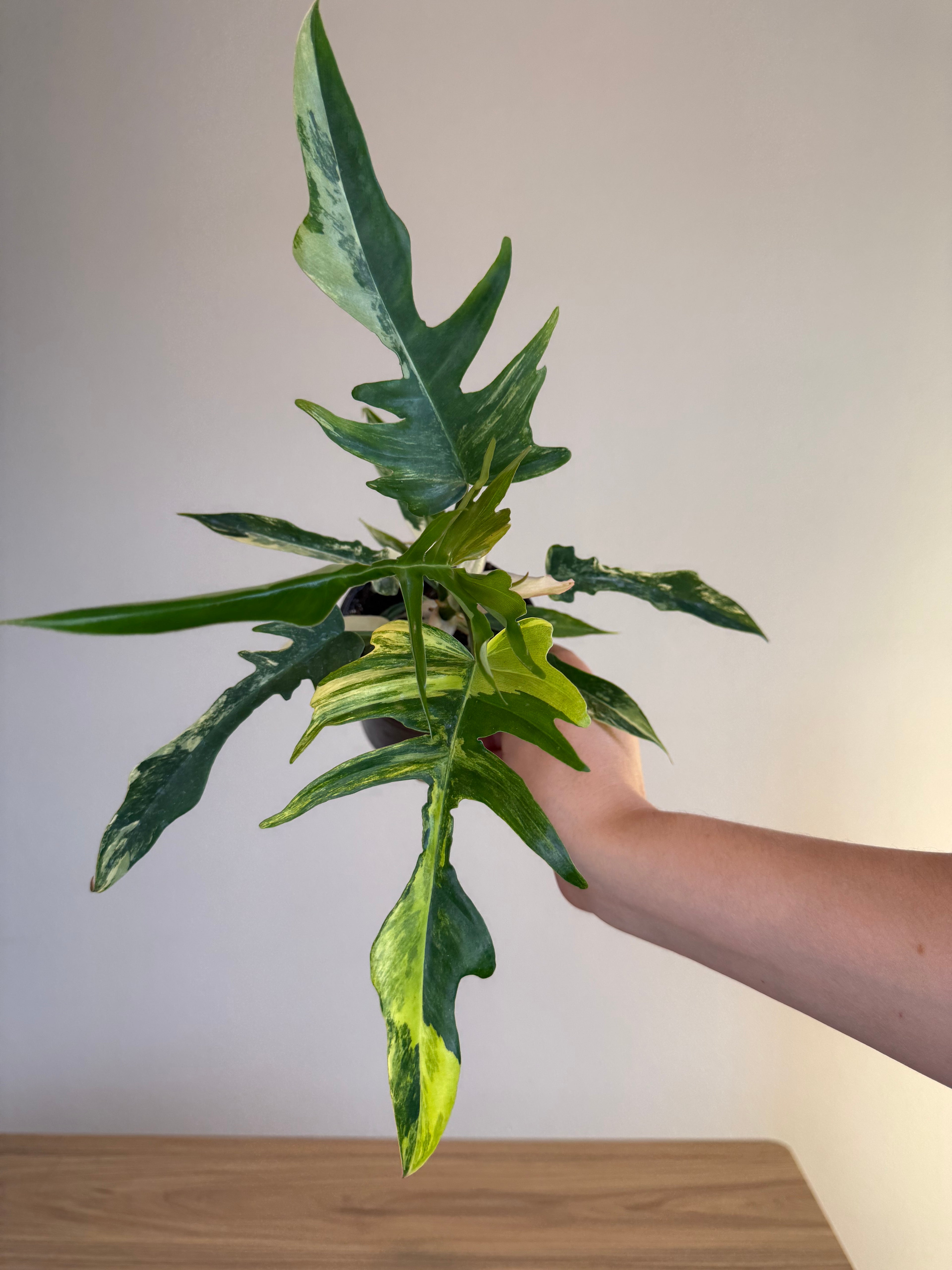 Philodendron Florida Beauty x Tortum