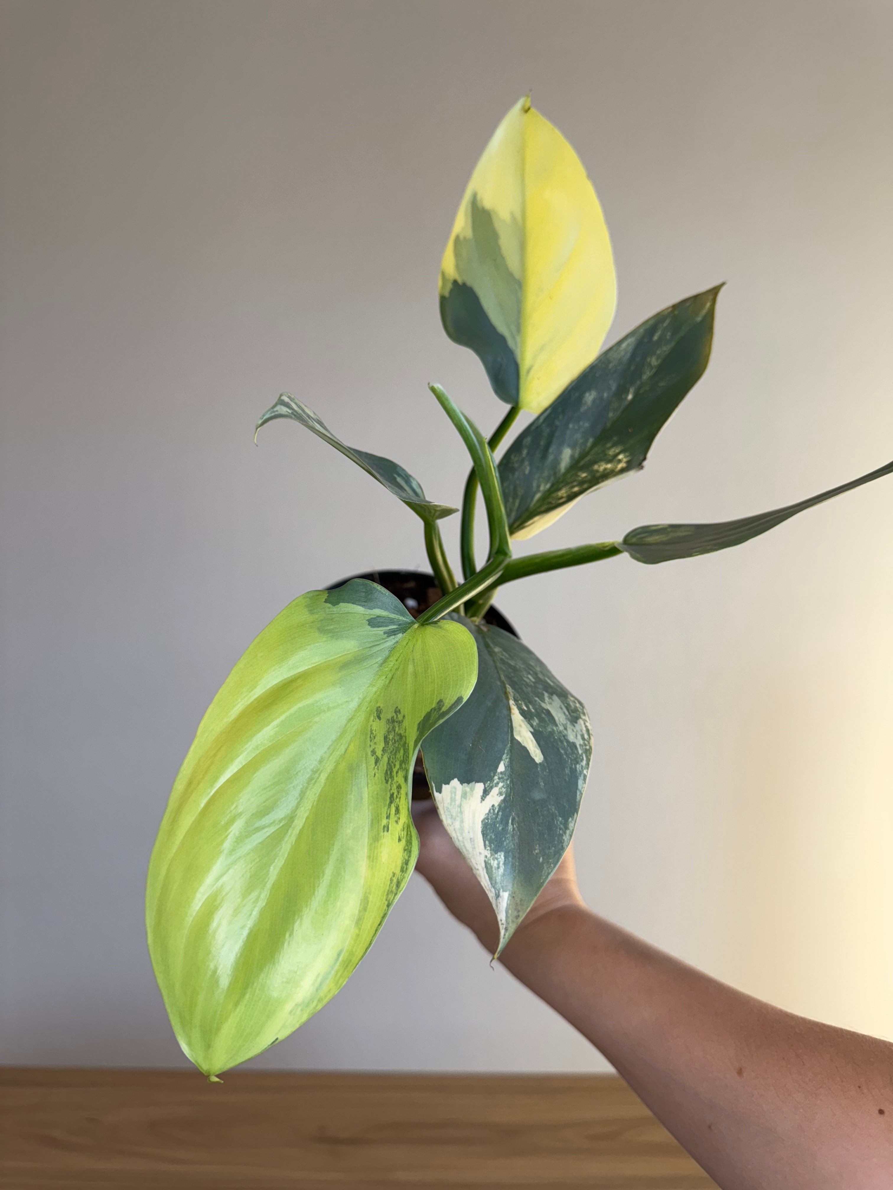 Philodendron silver sword variegated