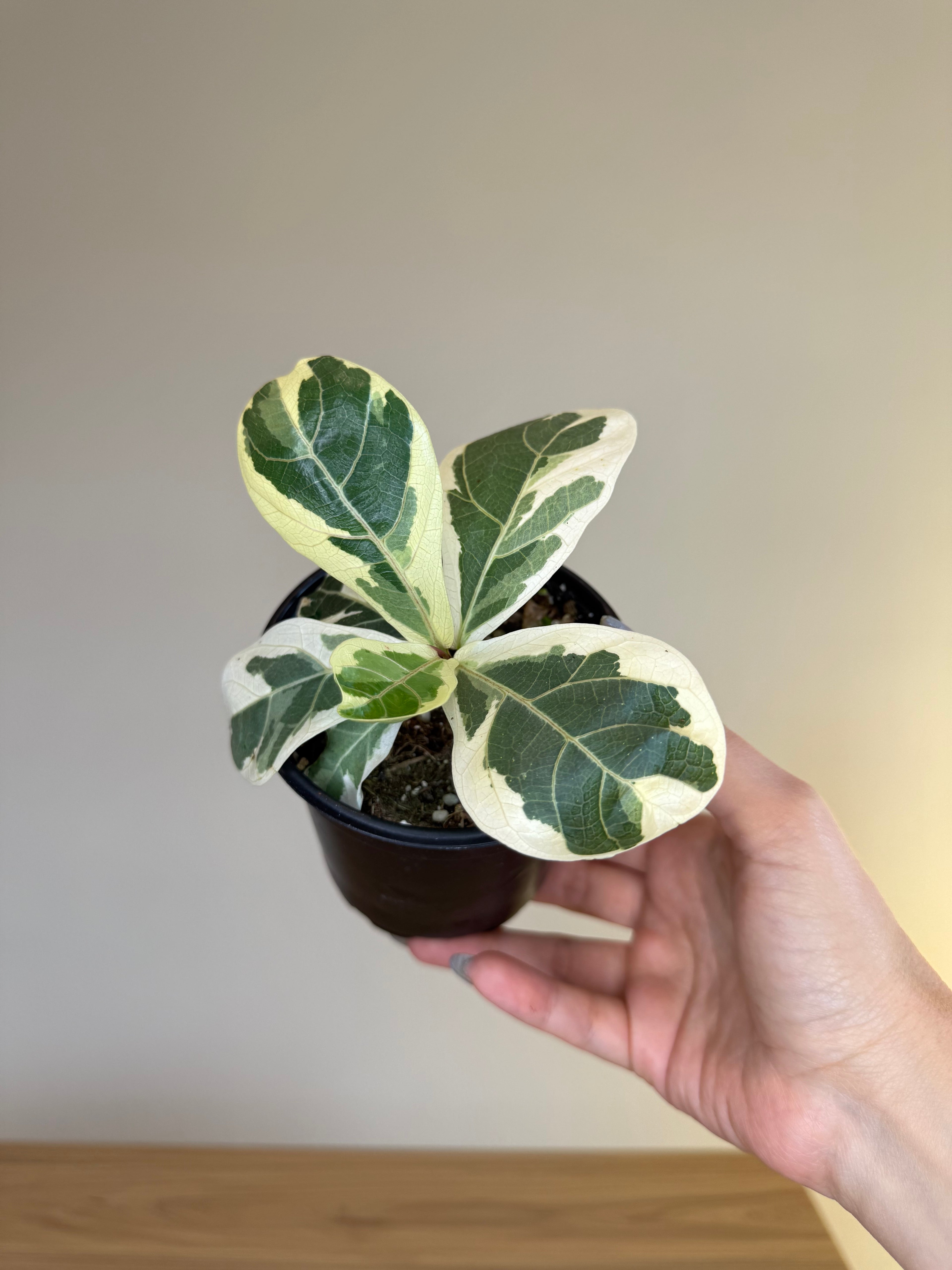 Ficus Lyrata Albo variegated