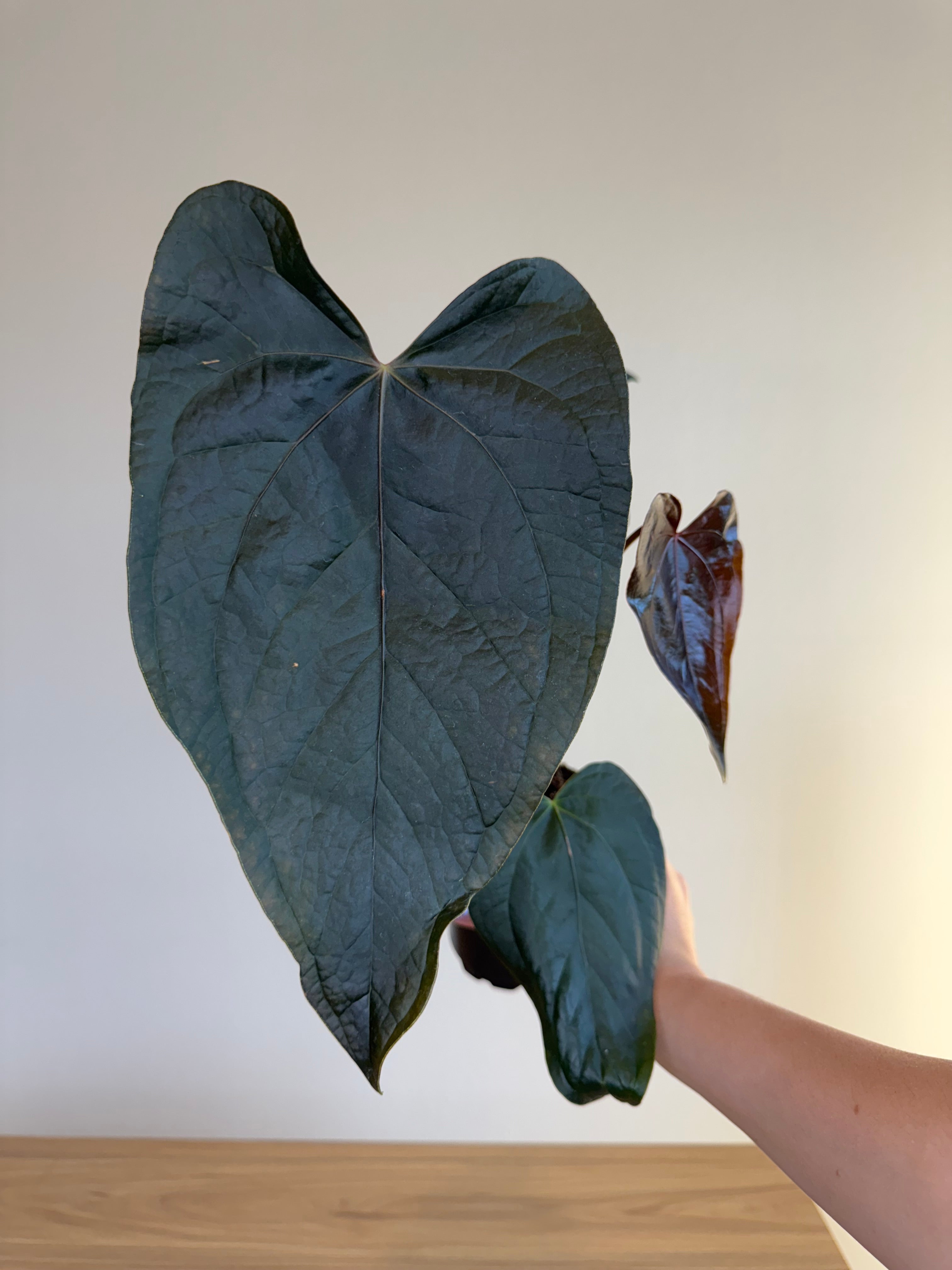 Anthurium queen of hearts