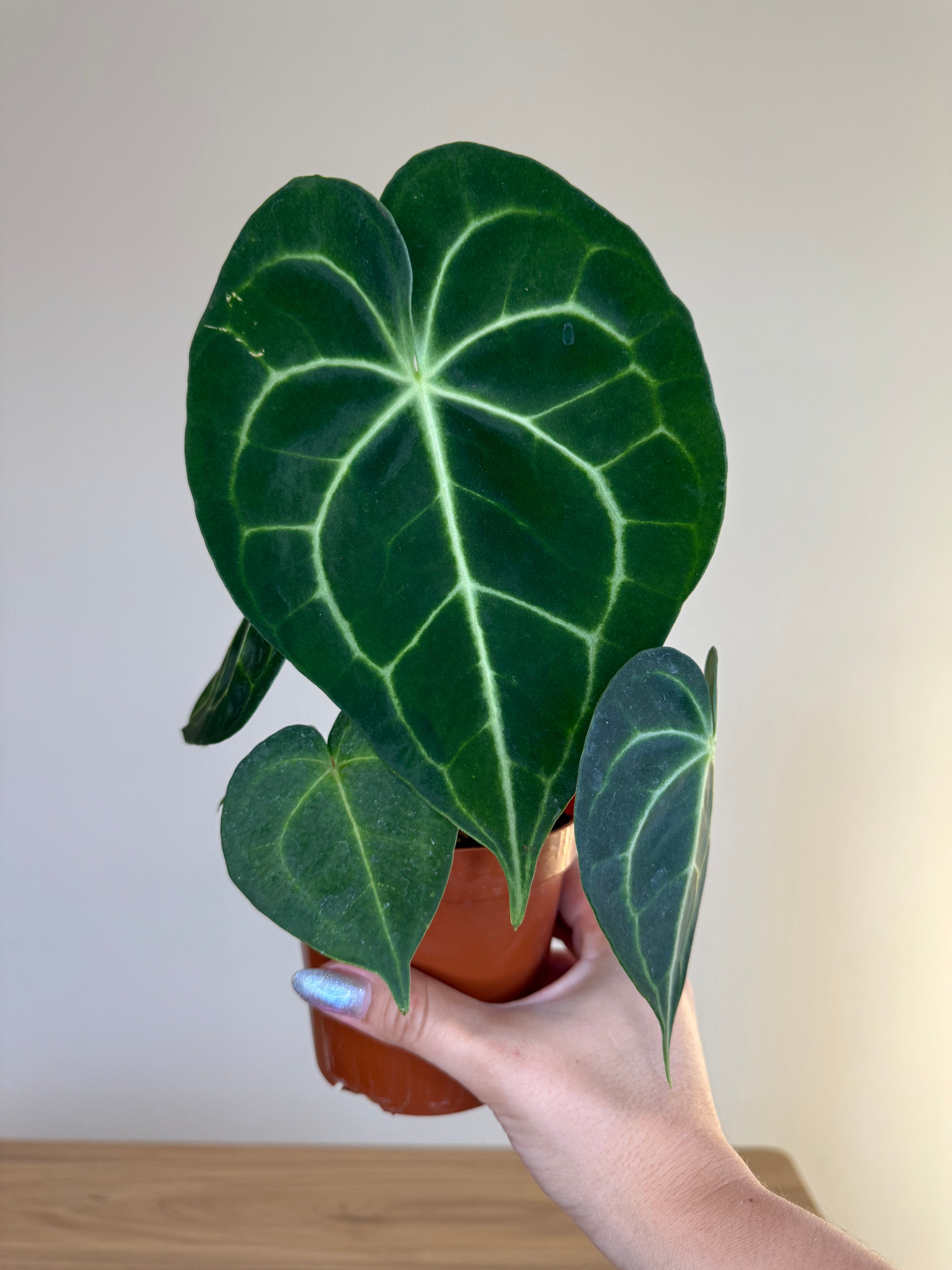 Anthurium Clarinervium