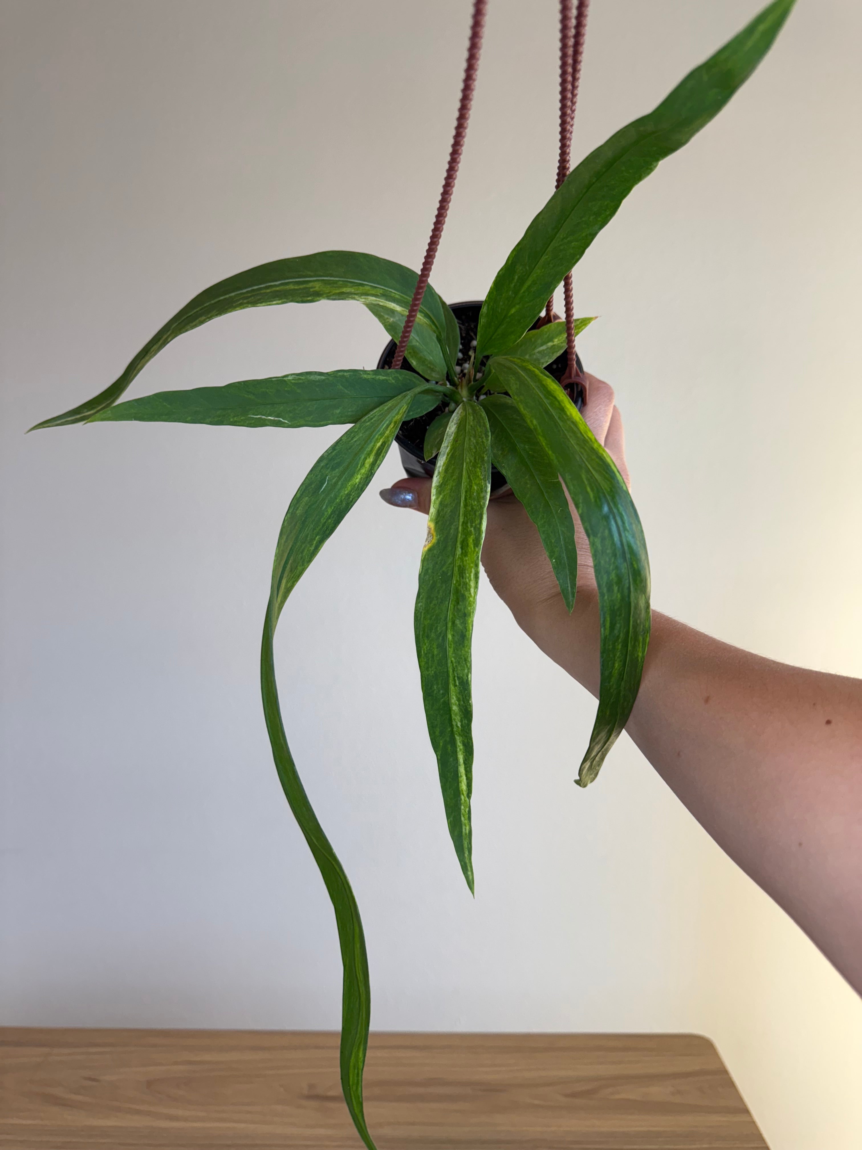 Anthurium vittanifolium var