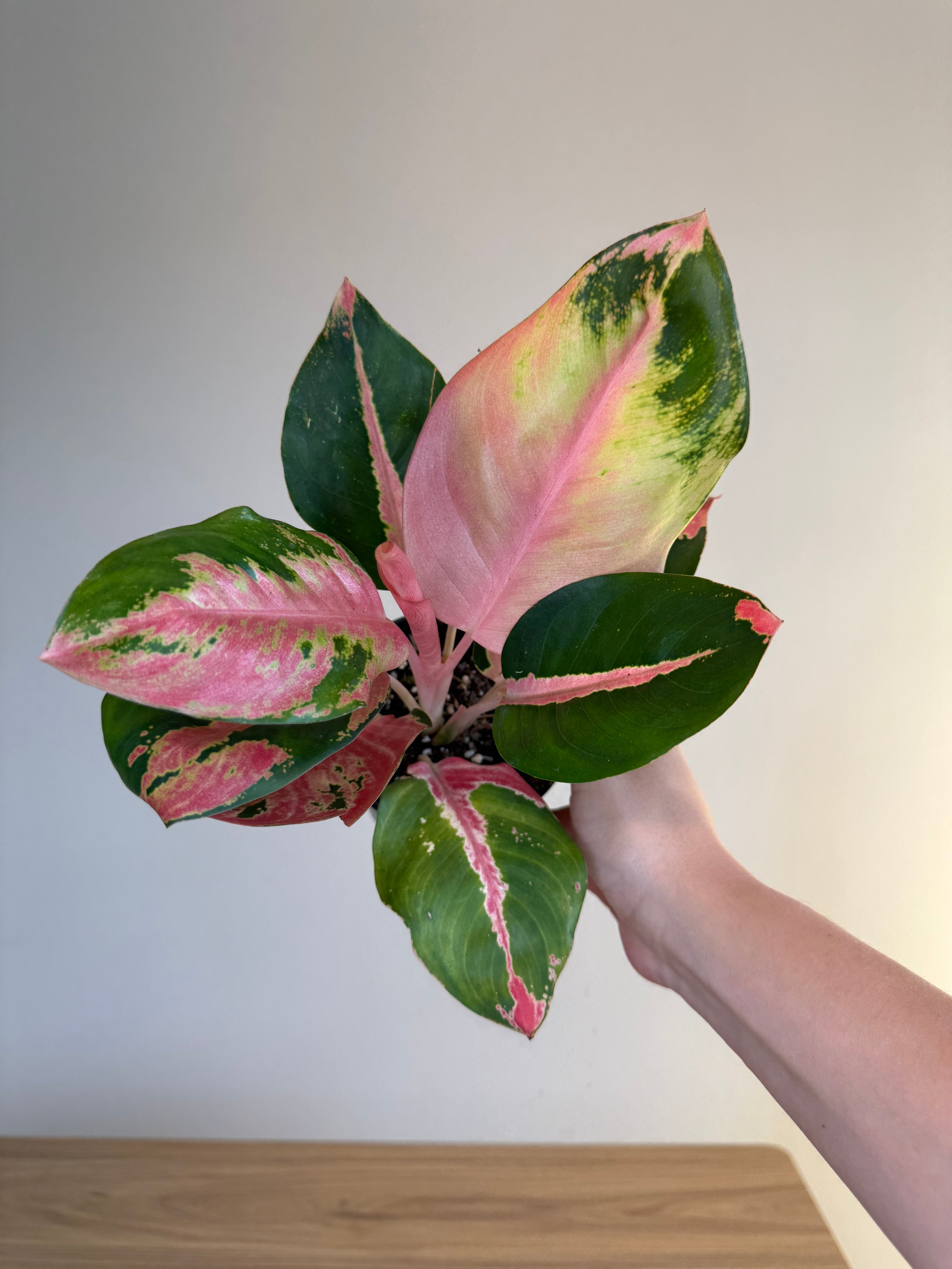 Aglaonema hello kitt
