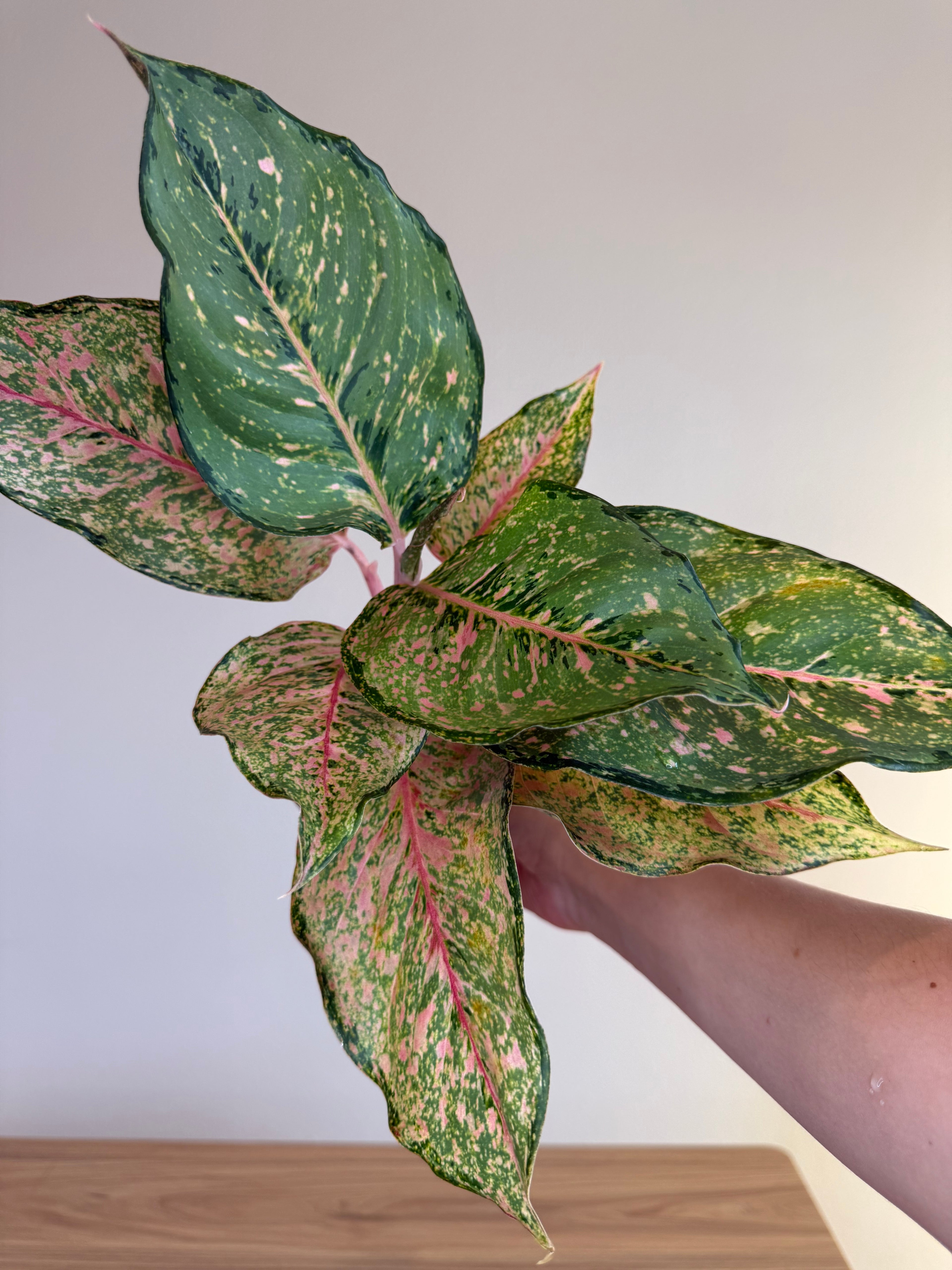 Aglaonema Fortune