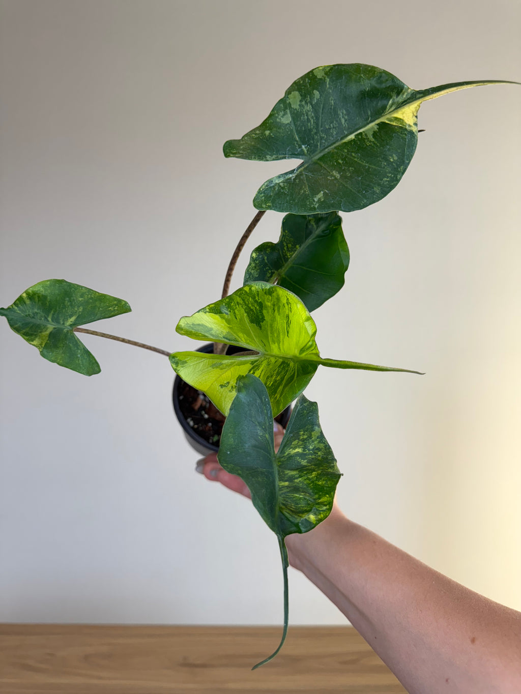 Alocasia stingray variegated