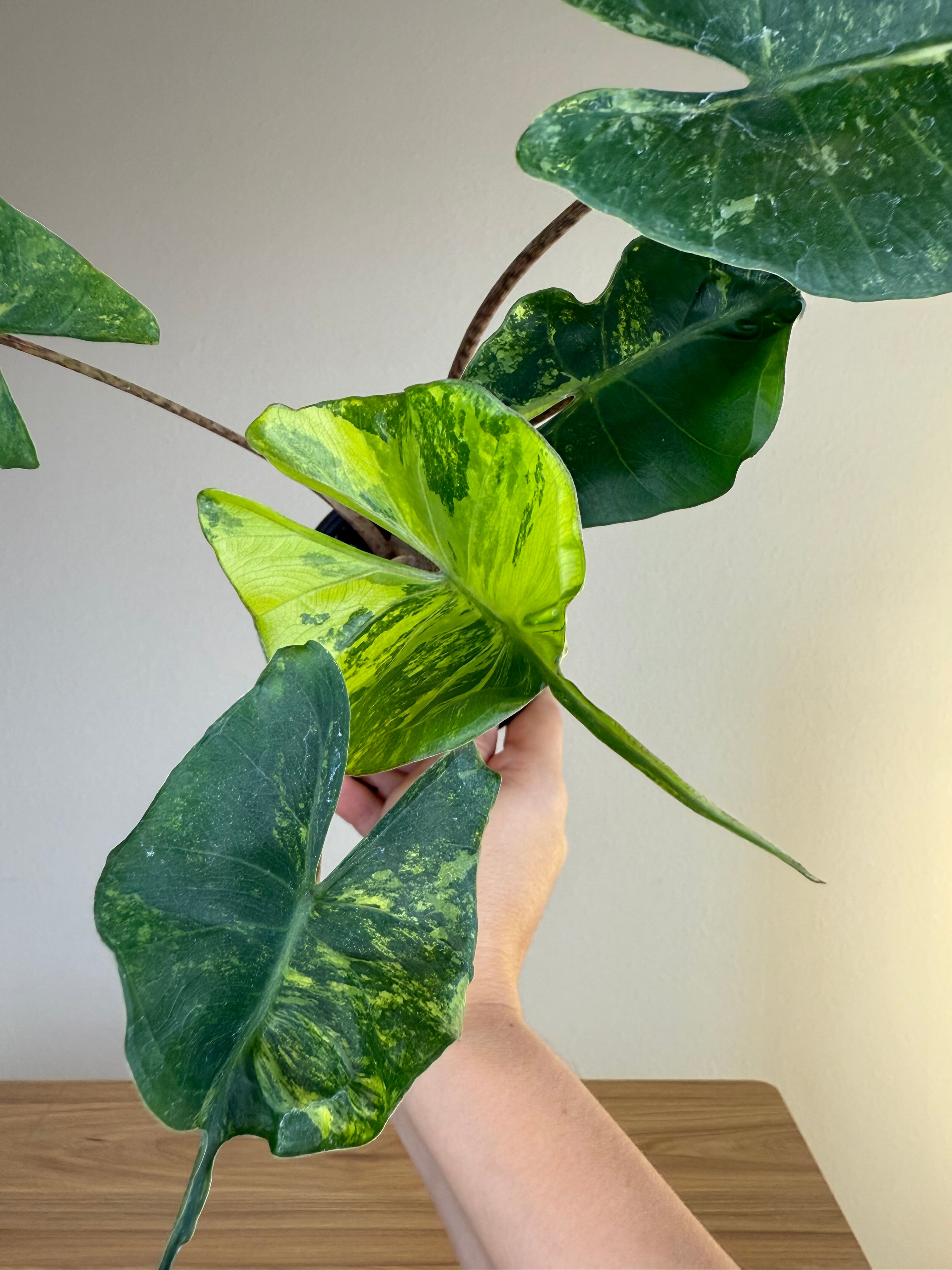 Alocasia stingray variegated
