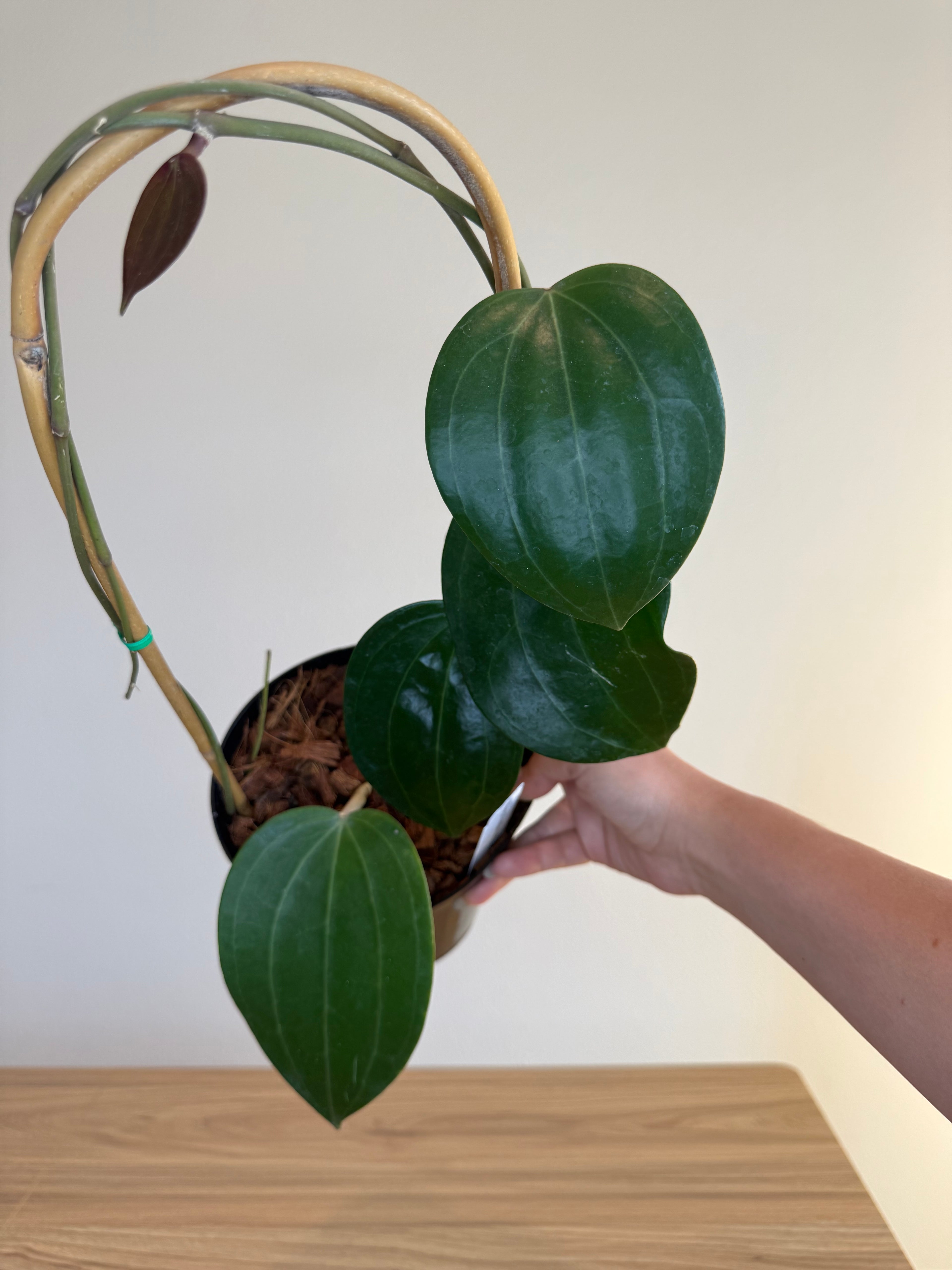 Hoya latifolia dinner plate