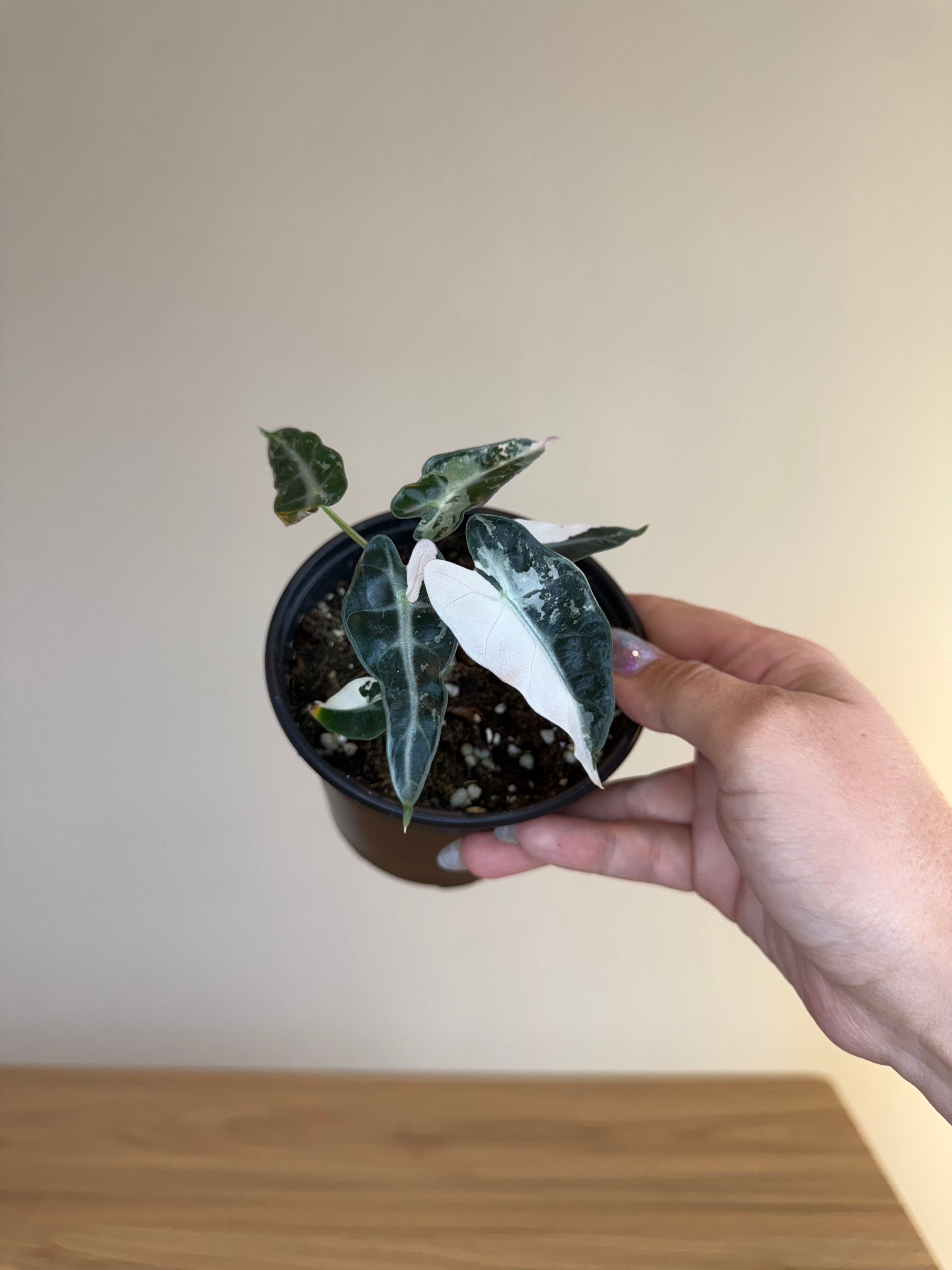 Alocasia bambino pink