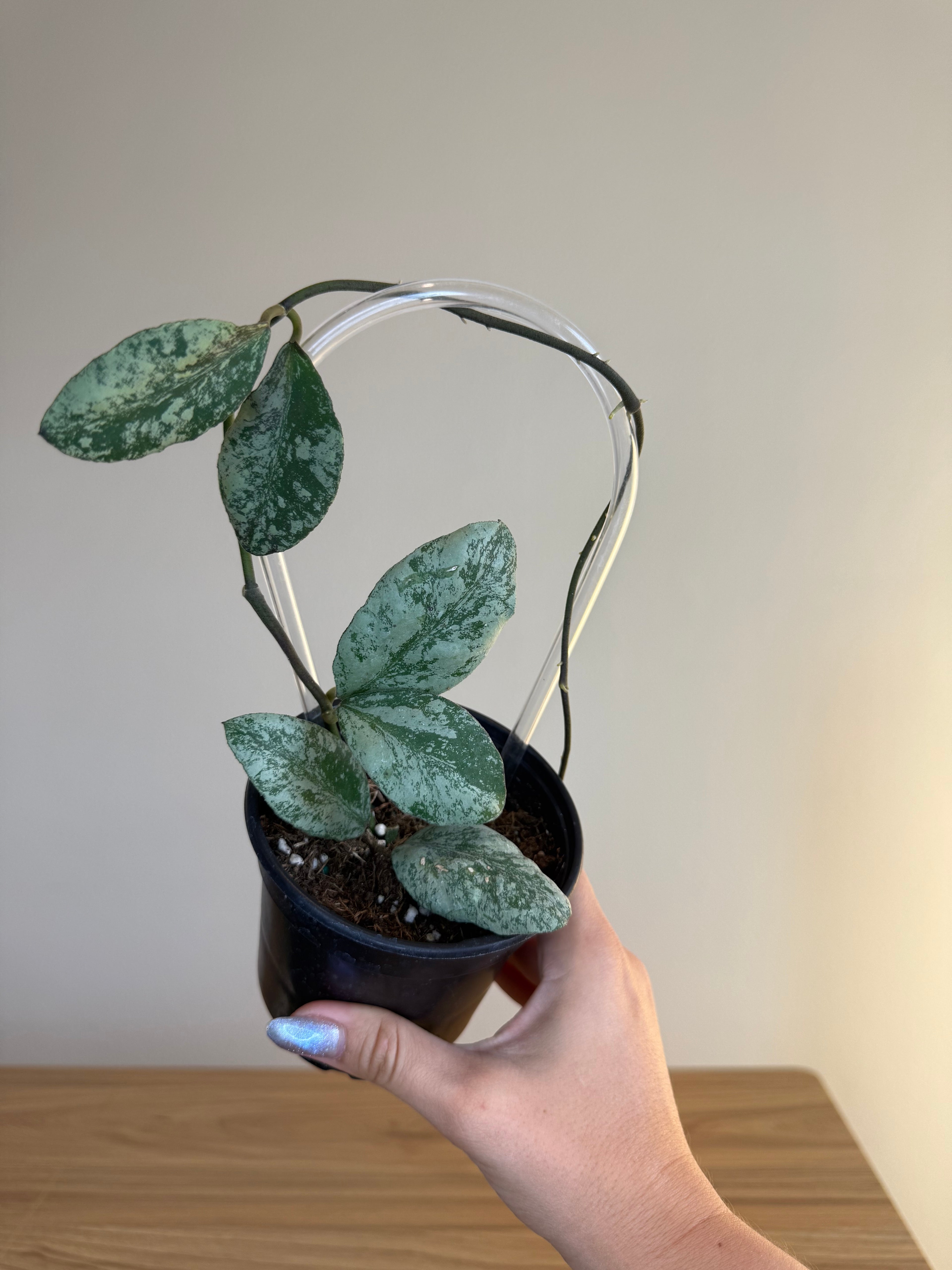 Hoya waymaniae cloudy sky