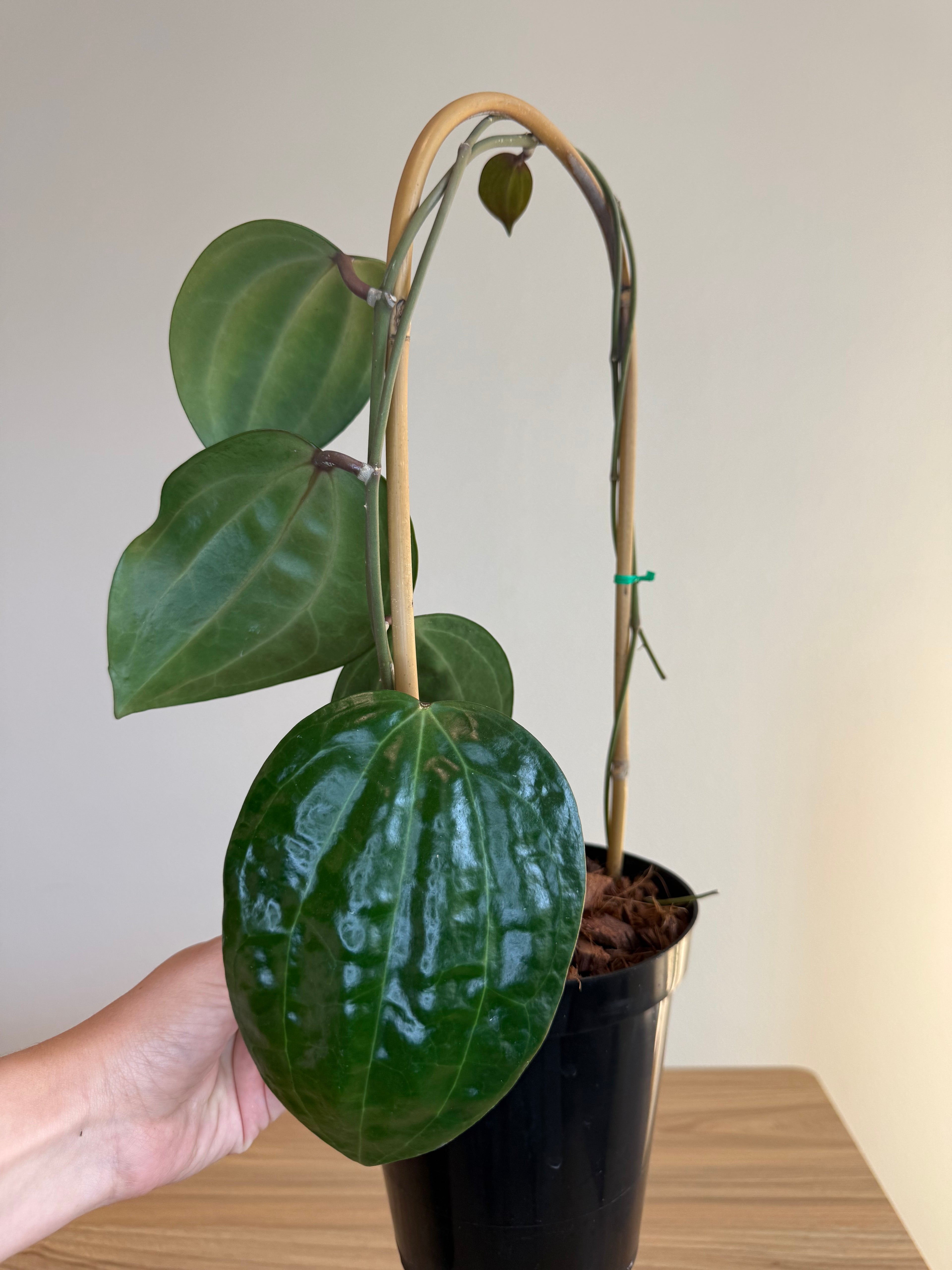 Hoya latifolia dinner plate
