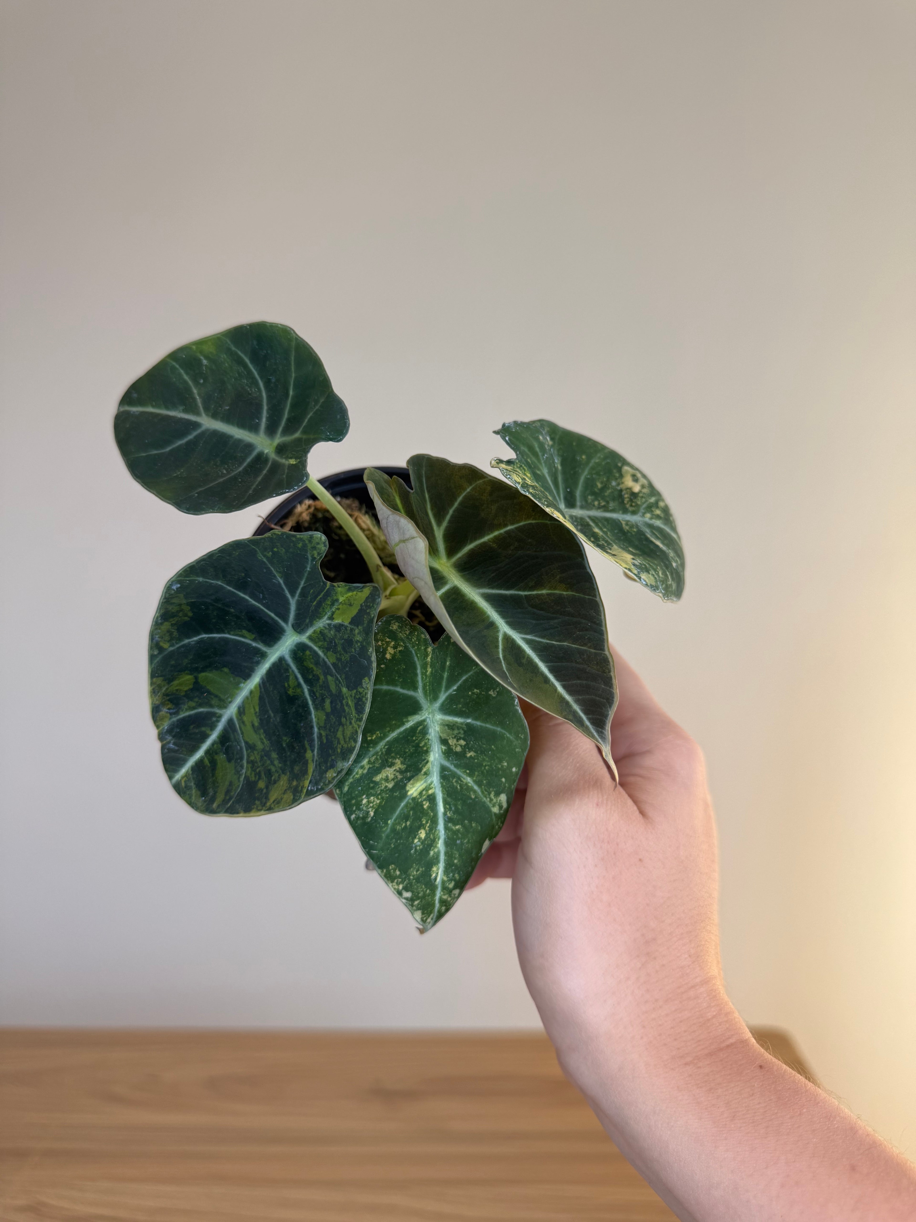 Alocasia black velvet gold